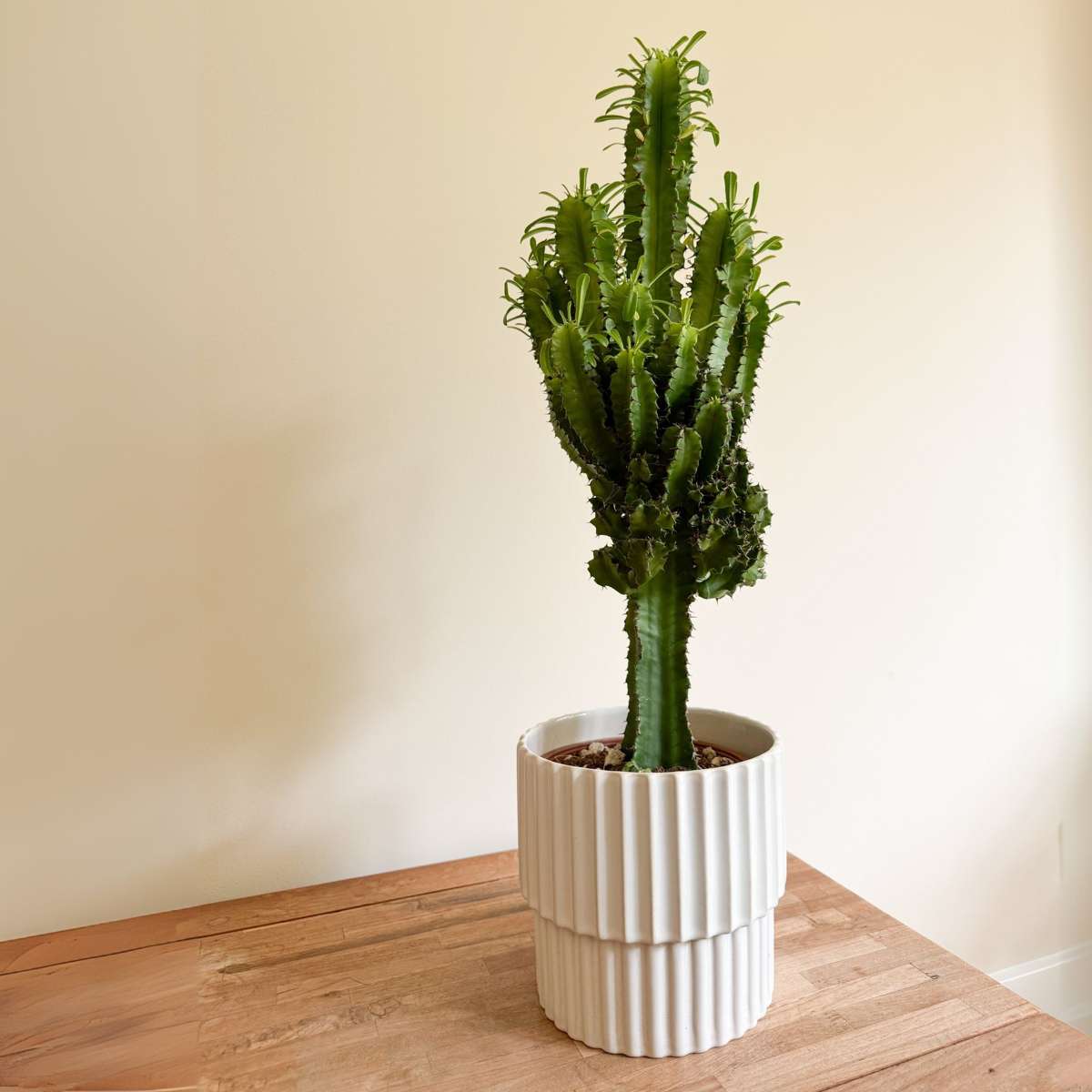 Cactus copacul candelabru - Euphorbia ingens - Înălţime 50-60cm - ⌀17cm