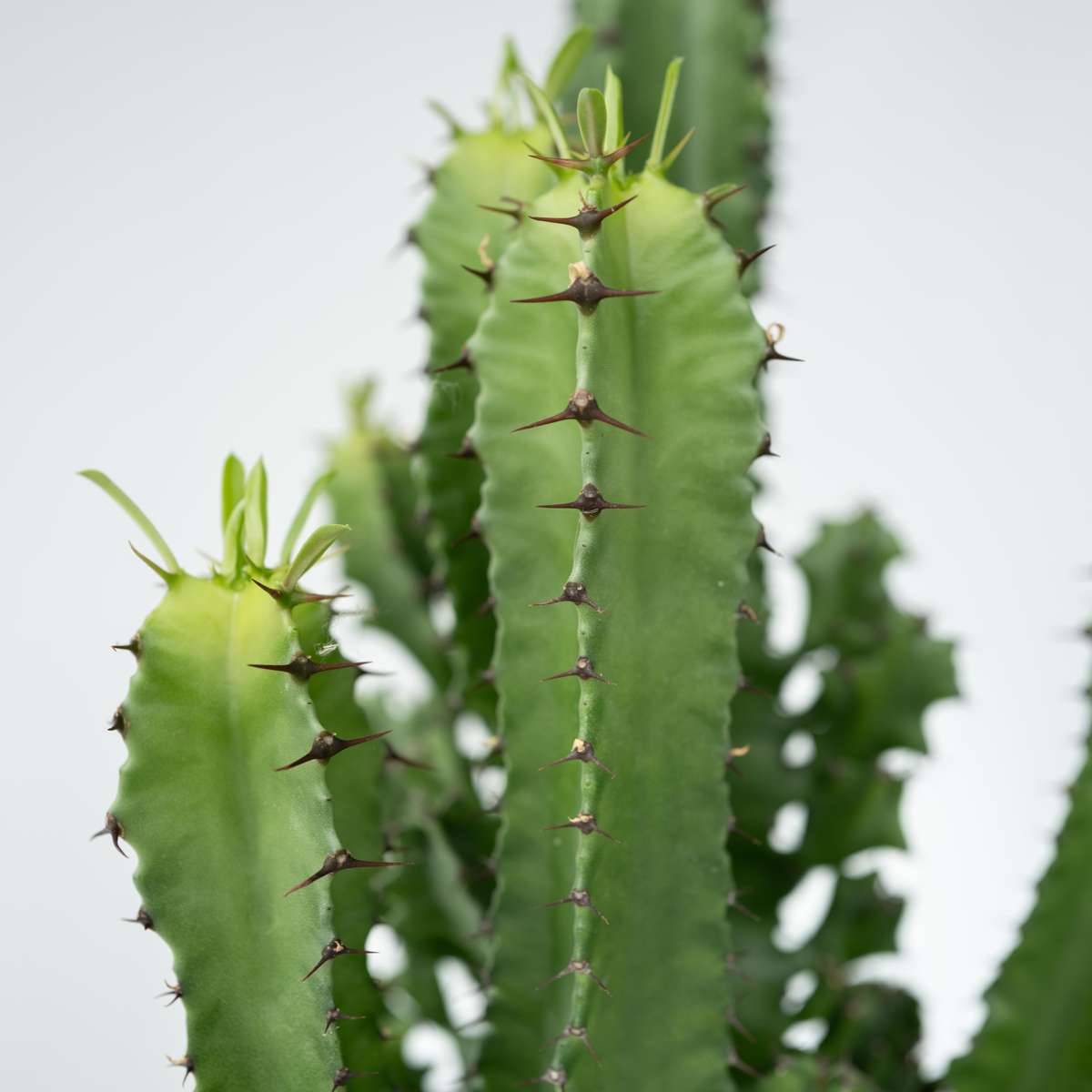 Cactus copacul candelabru - Euphorbia ingens - Înălţime 50-60cm - ⌀17cm