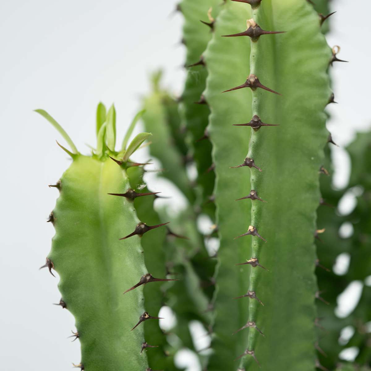 Cactus copacul candelabru - Euphorbia ingens - Înălţime 50-60cm - ⌀17cm