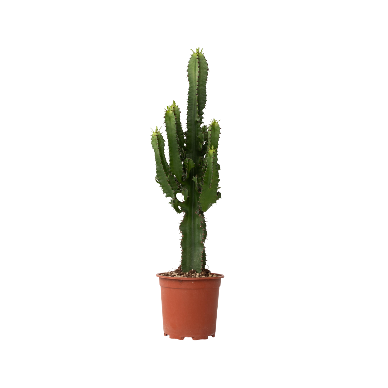 Cactus copacul candelabru - Euphorbia ingens - Înălţime 50-60cm - ⌀17cm