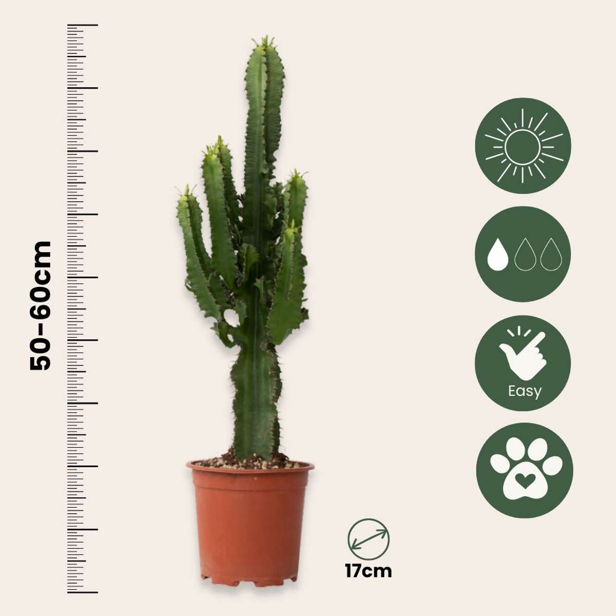 Cactus copacul candelabru - Euphorbia ingens - Înălţime 50-60cm - ⌀17cm