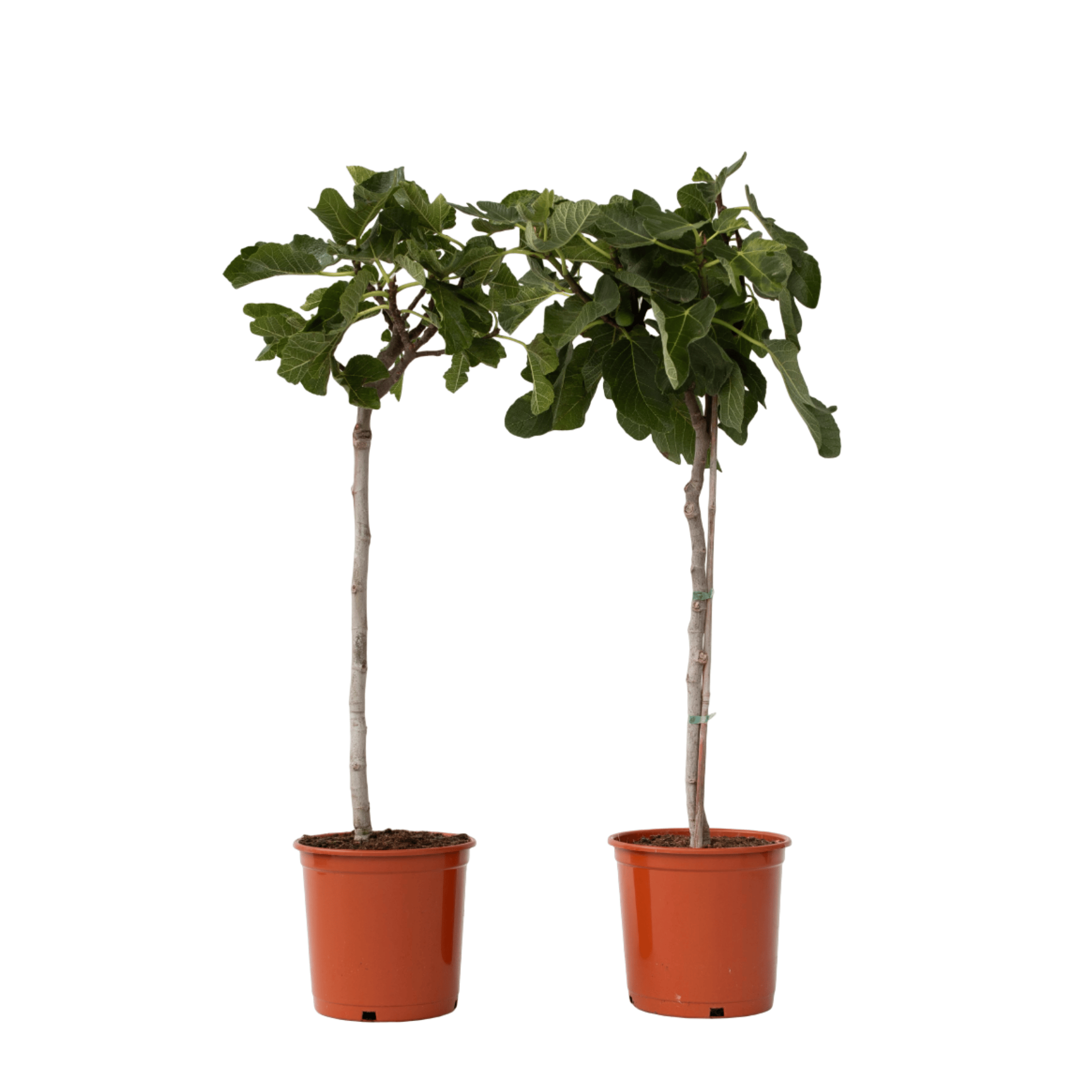 Smochin - 2 buc - Ficus Carica - Înălţime 70-90cm - ⌀21cm