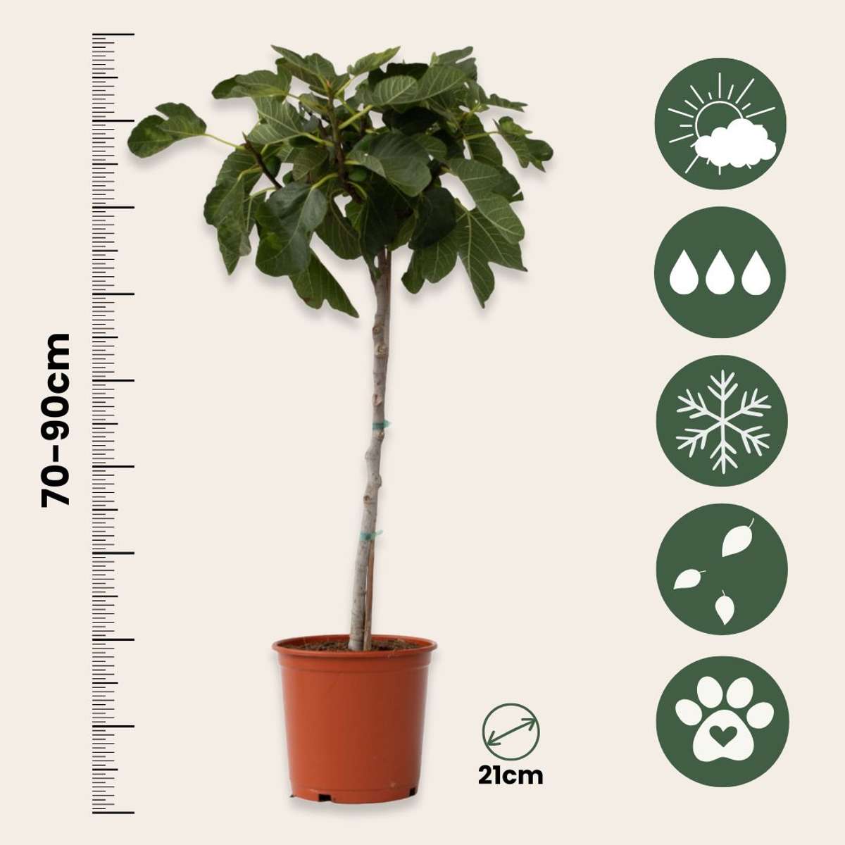 Smochin - 2 buc - Ficus Carica - Înălţime 70-90cm - ⌀21cm