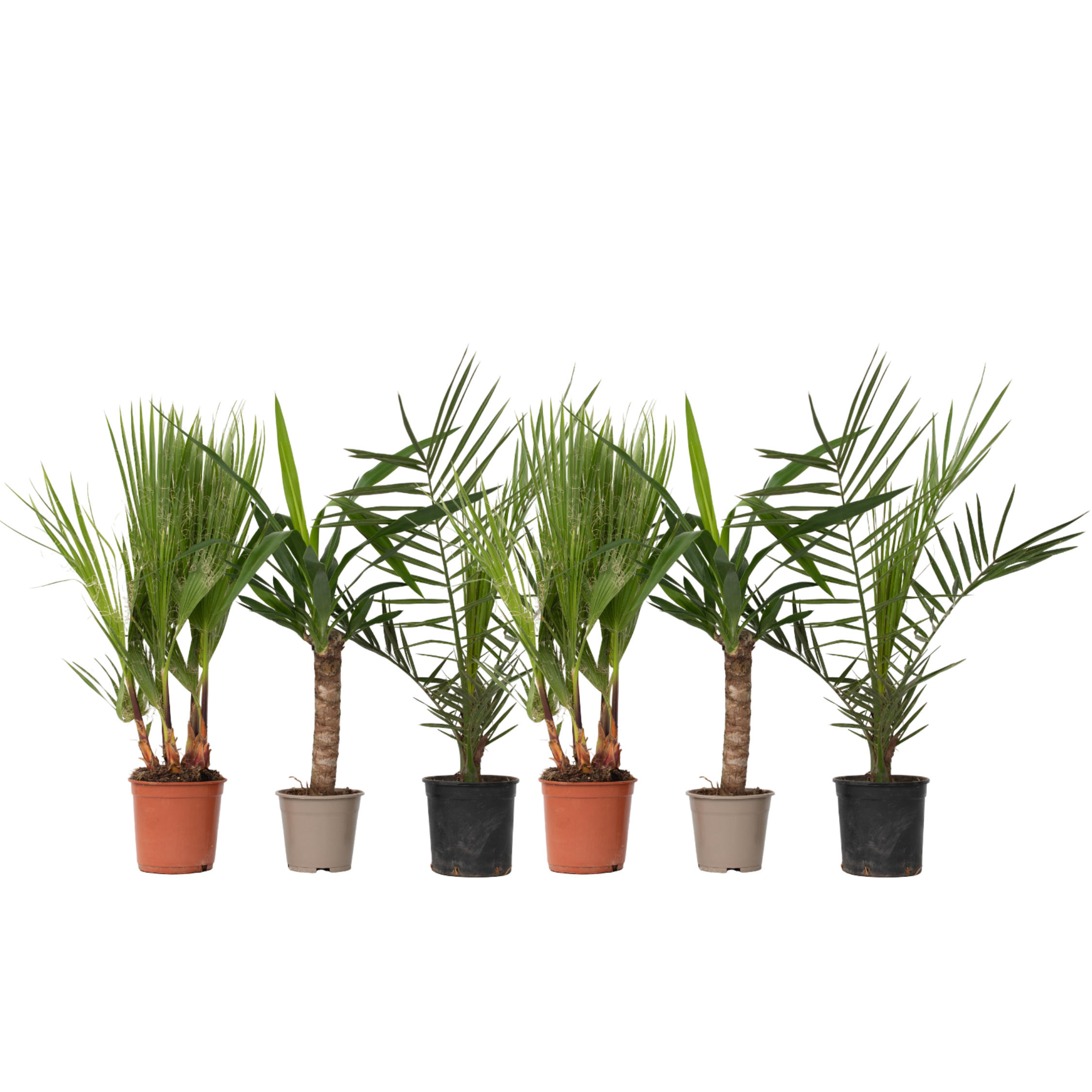 Mix de palmier pentru interior - 6 buc - Indoor Palmmix - În. 50-70cm - ⌀14cm