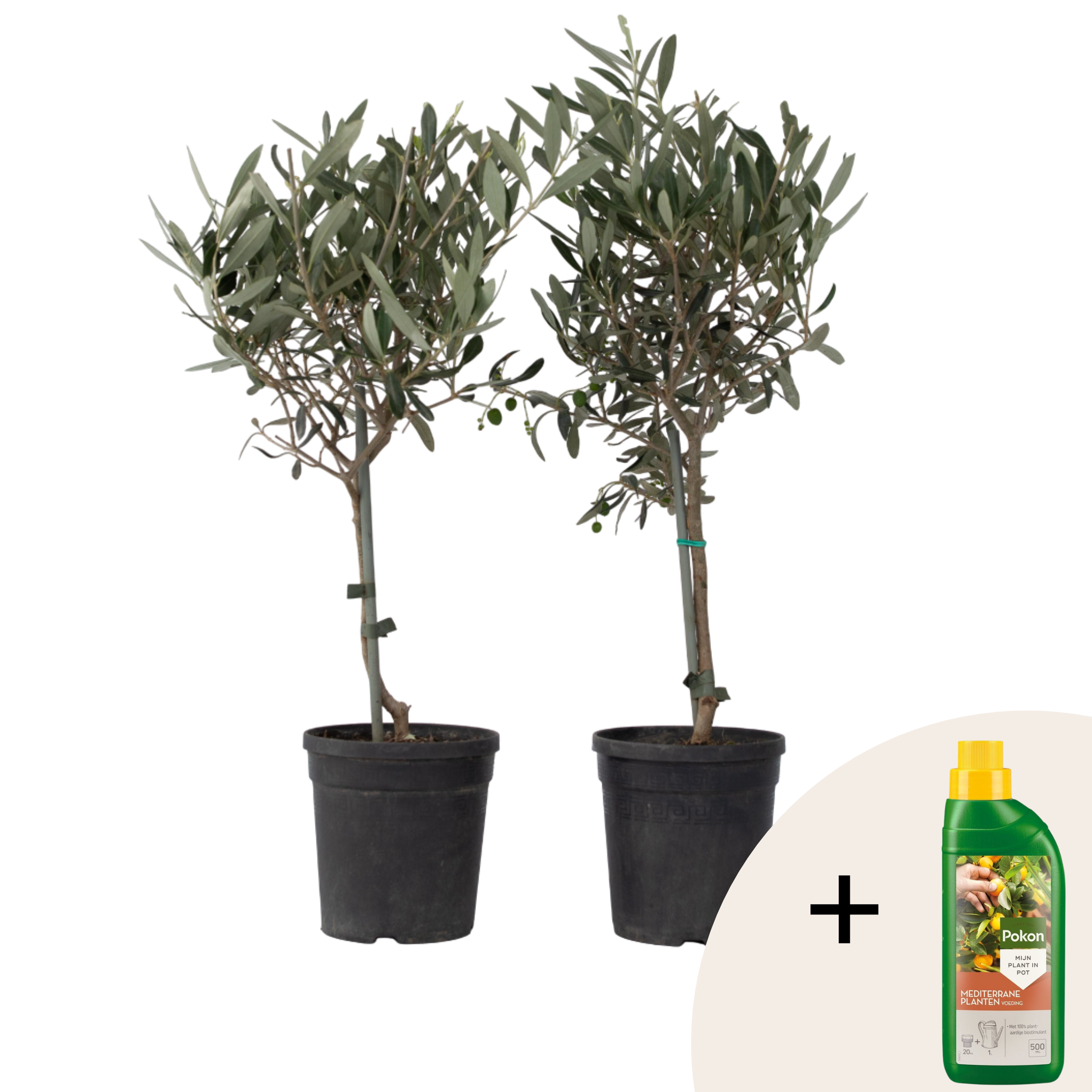 Măslin - 2 buc - Olea europaea - Înălţime 50-60cm - ⌀14cm
