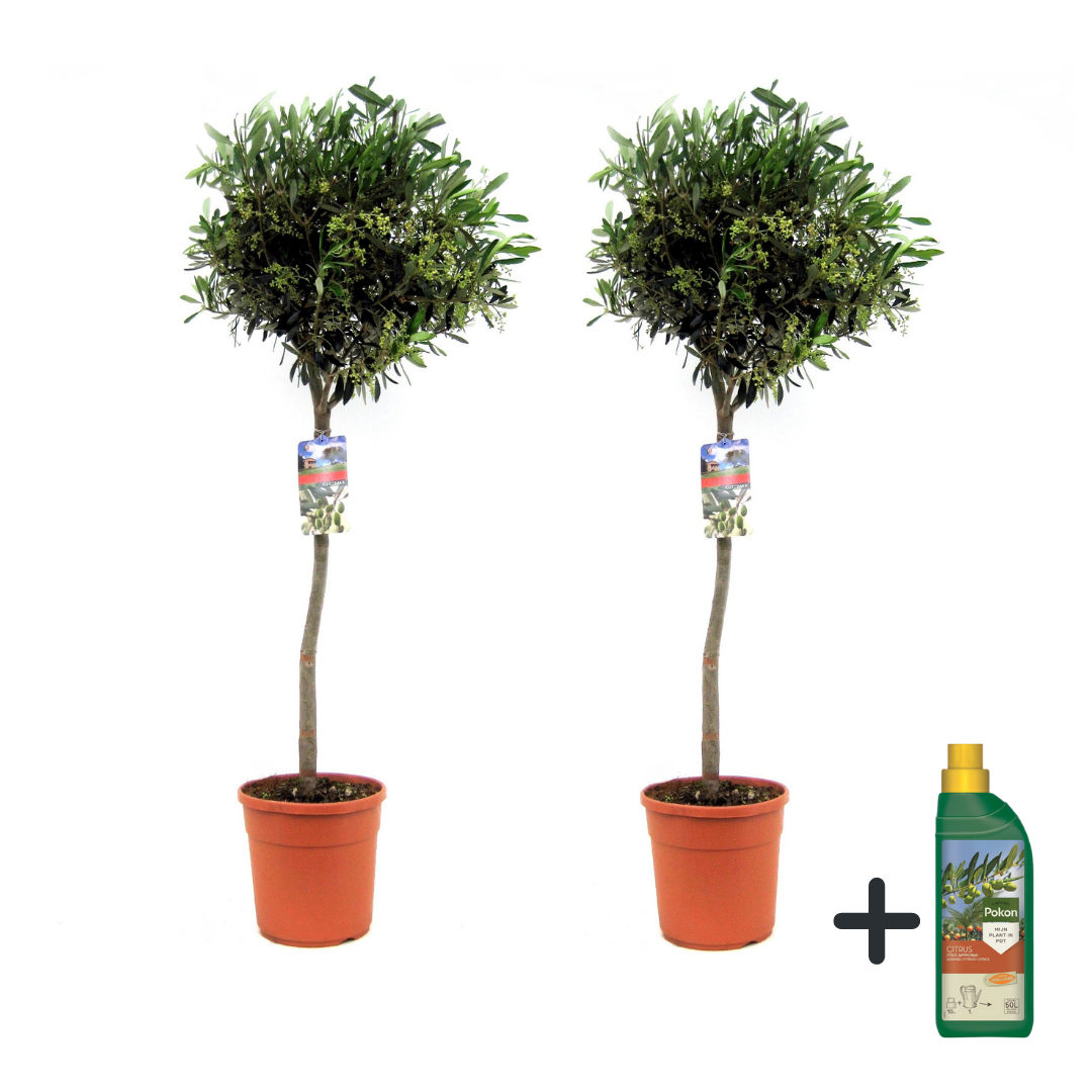 Măslin - 2 buc - Olea europaea - Înălţime 90-100cm - ⌀21cm