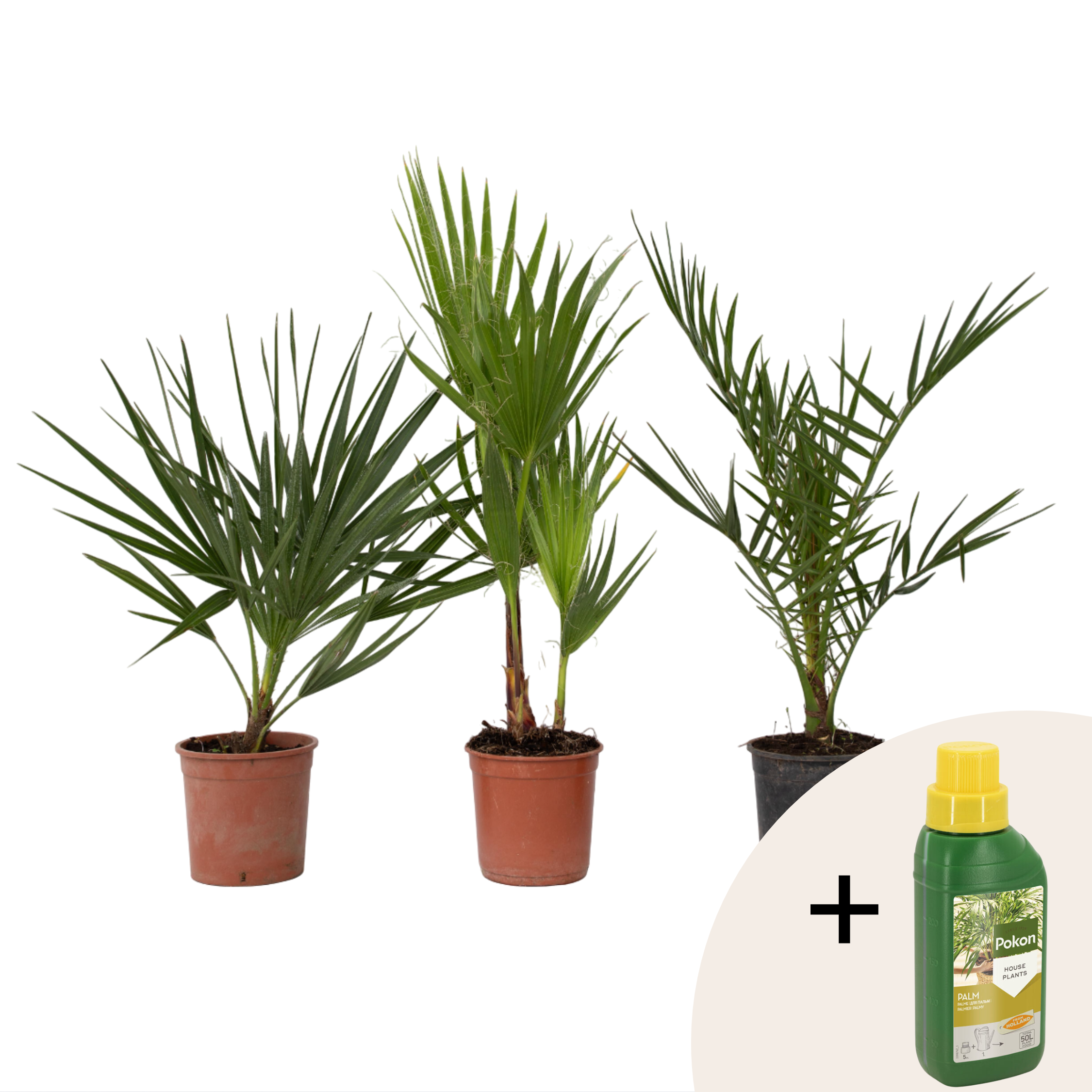 Mix de palmier în aer liber - 3 buc - Înălţime 50-70cm - ⌀15cm