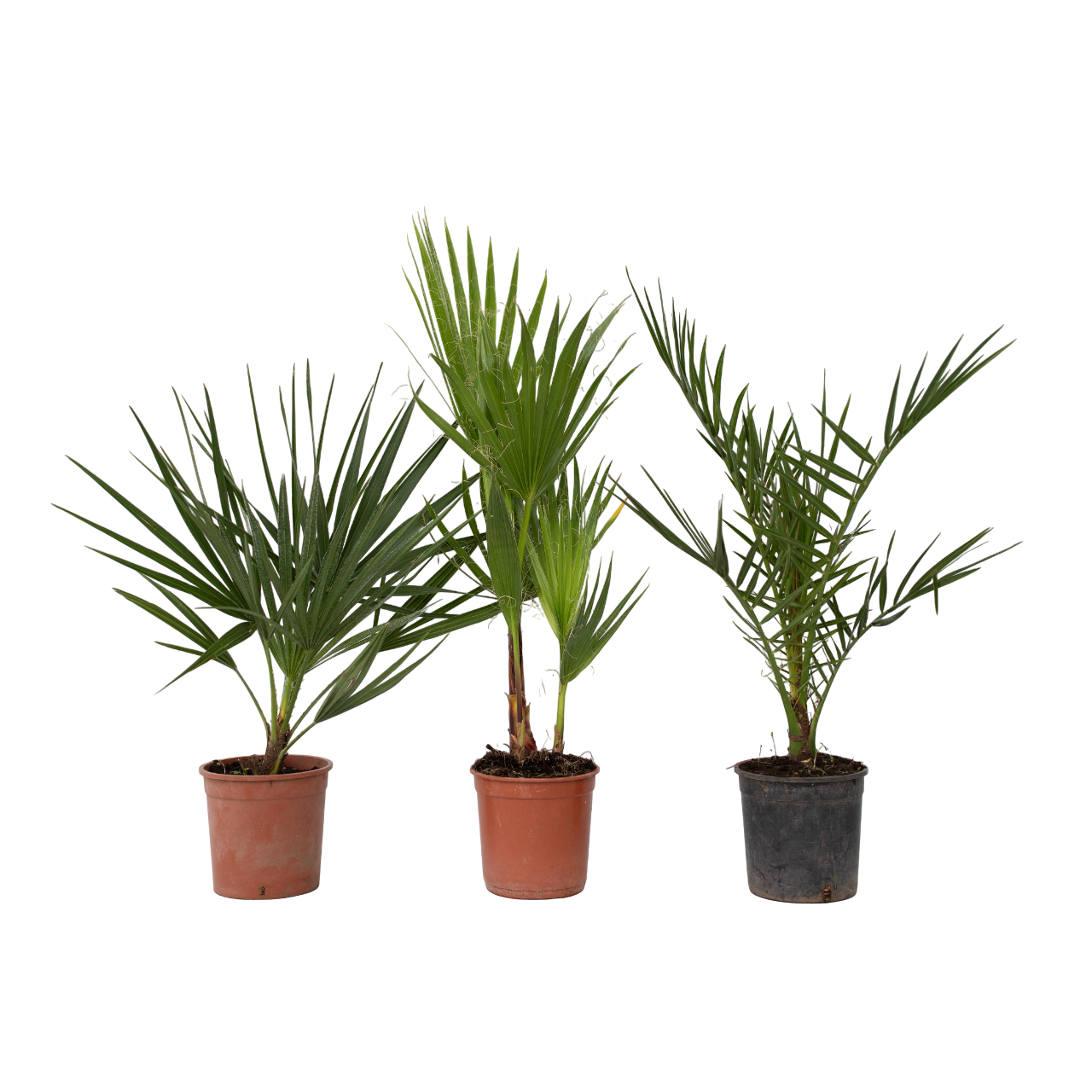 Mix de palmier în aer liber - 3 buc - Înălţime 50-70cm - ⌀15cm