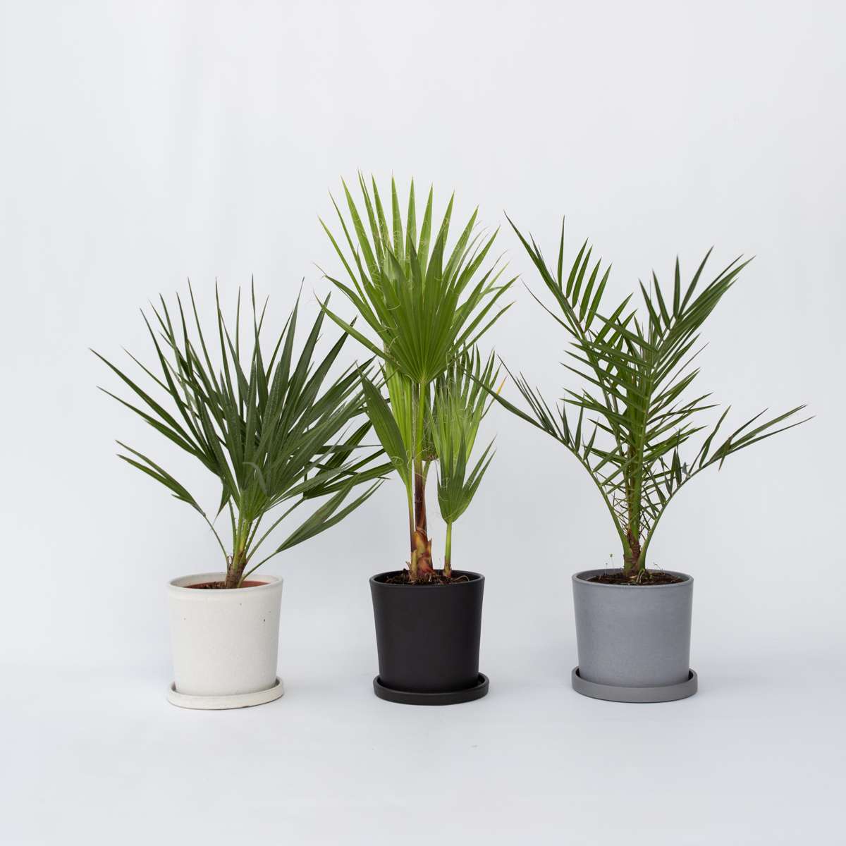 Mix de palmier în aer liber - 6 buc - Înălţime 50-70cm - ⌀15cm