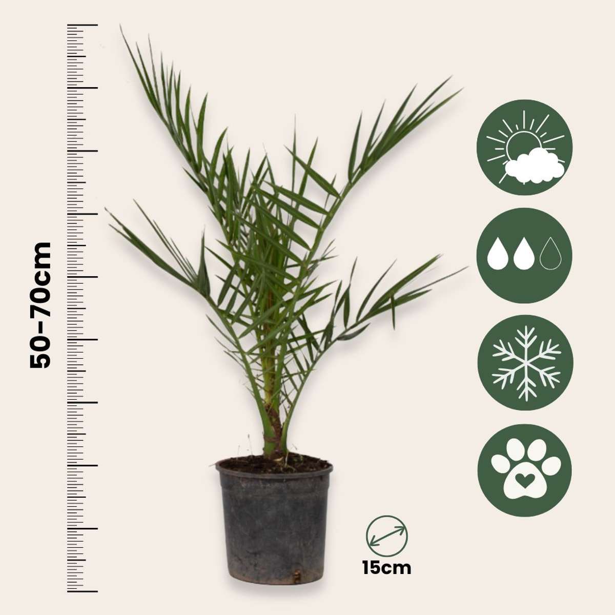 Mix de palmier în aer liber - 6 buc - Înălţime 50-70cm - ⌀15cm