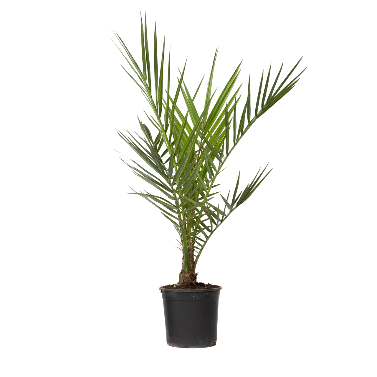 Palmierul Curmal - Phoenix canariensis - Înălţime 50-60cm - ⌀15cm