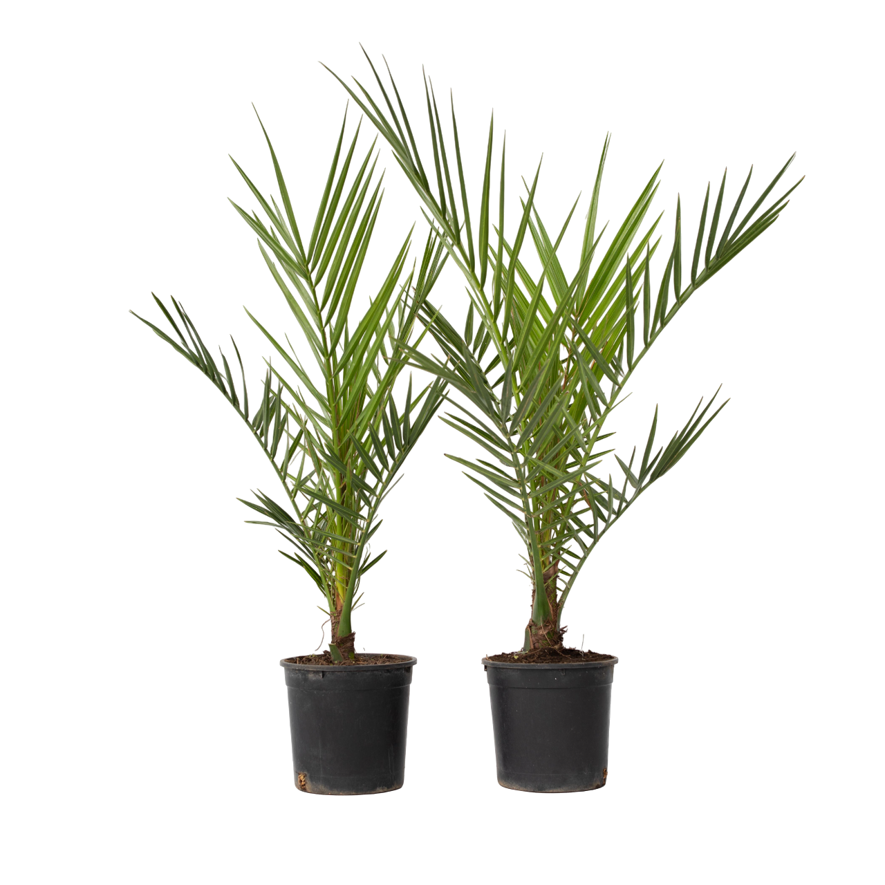 Palmierul Curmal - 2 buc - Phoenix canariensis - Înălţime 50-60cm - ⌀15cm