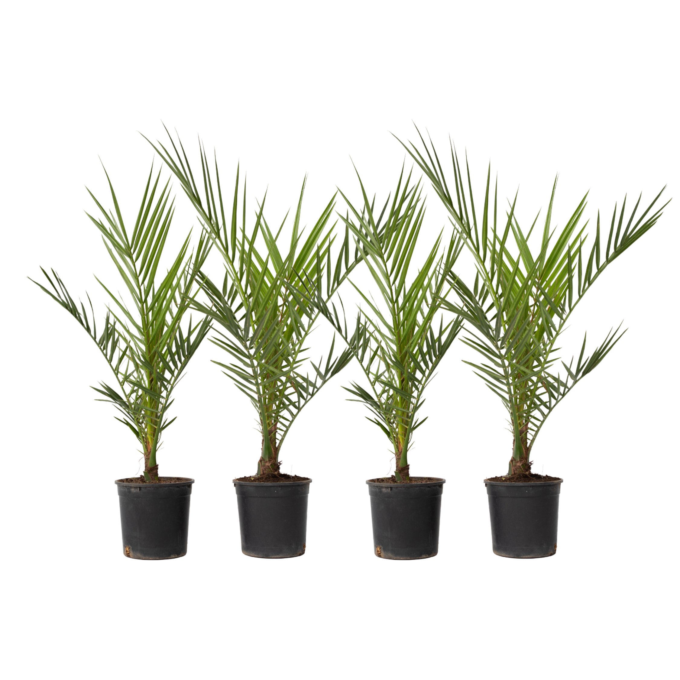 Palmierul Curmal - 4 buc - Phoenix canariensis - Înălţime 50-60cm - ⌀15cm
