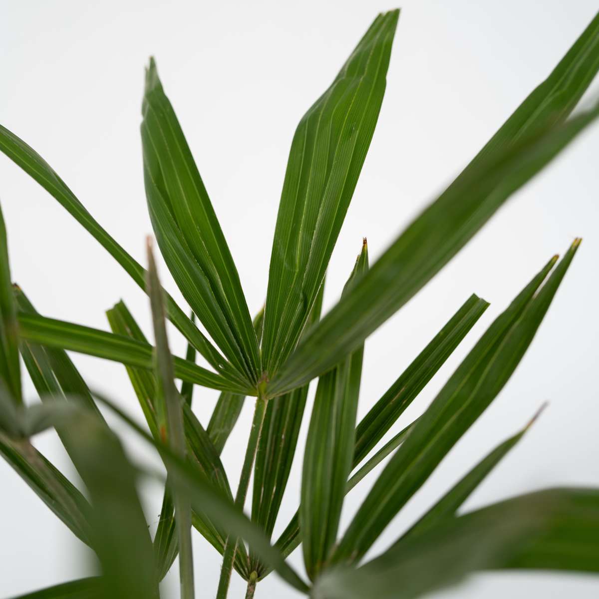 Palmier morișcă - Trachycarpus Fortunei - Înălţime 35-45cm - ⌀15cm
