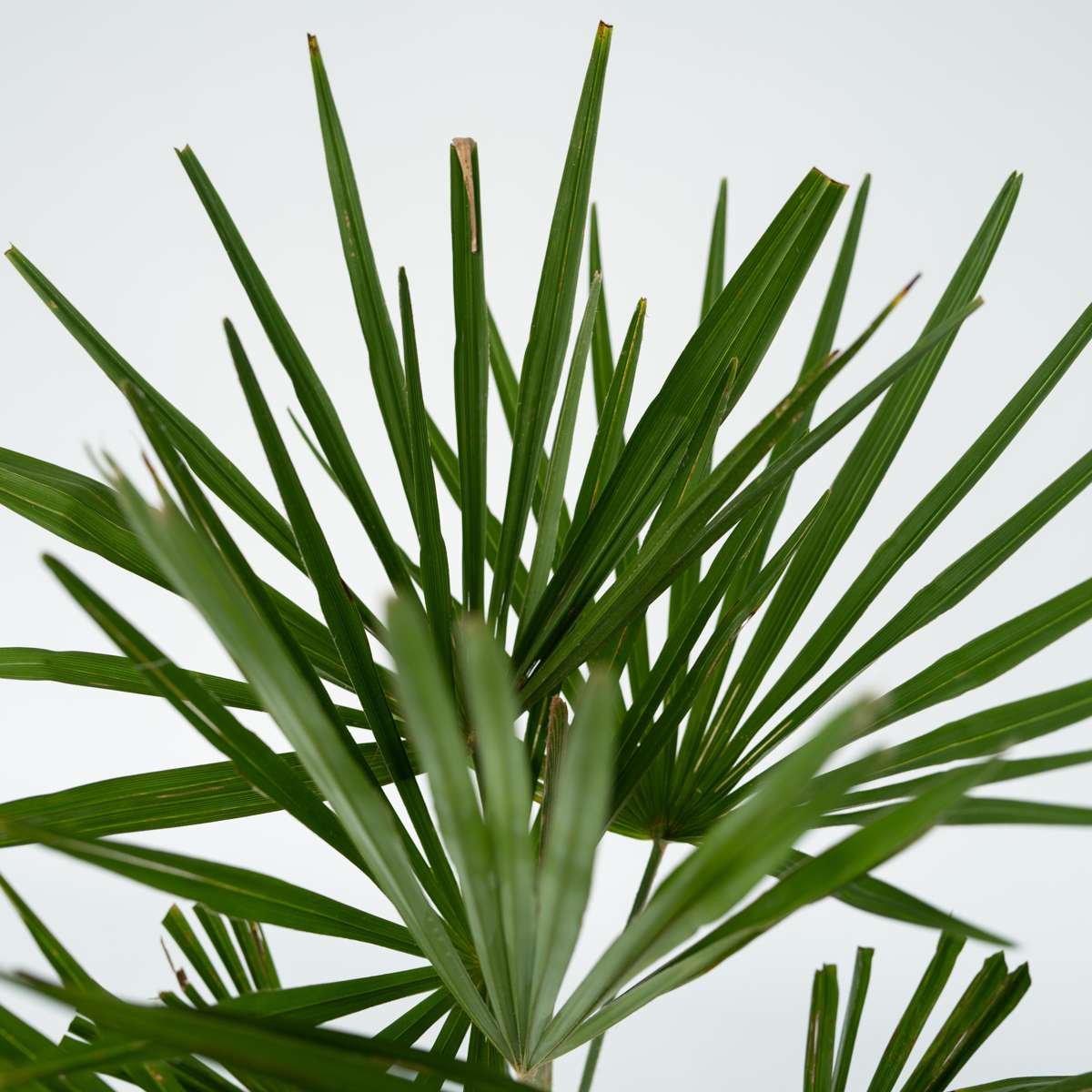 Palmier morișcă - Trachycarpus Fortunei - Înălţime 35-45cm - ⌀15cm