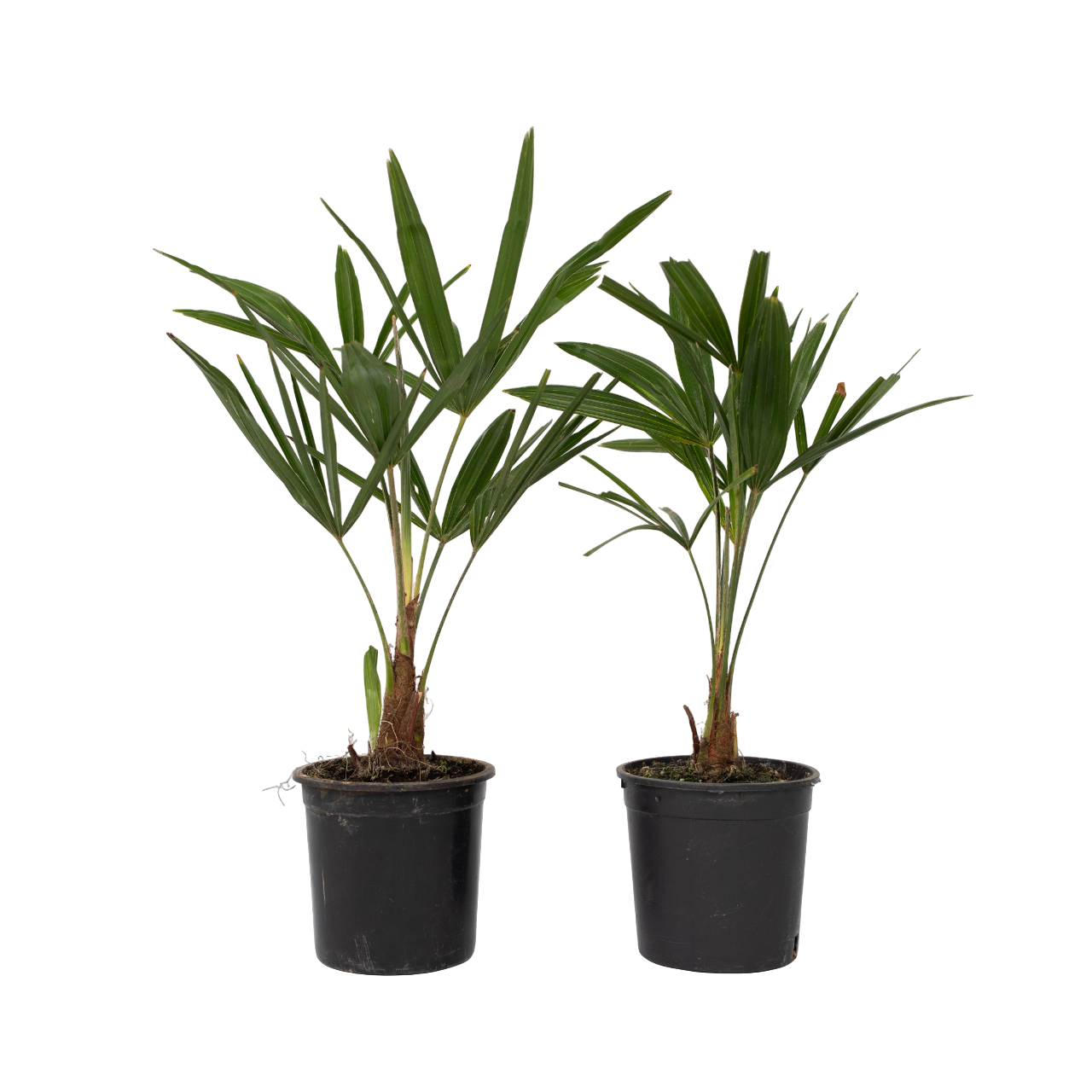 Palmier morișcă - 2 buc - Trachycarpus Fortunei - Înălţime 35-45cm - ⌀15cm