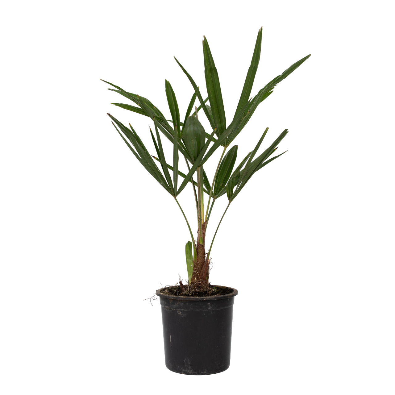 Palmier morișcă - 4 buc - Trachycarpus Fortunei - Înălţime 35-45cm - ⌀15cm