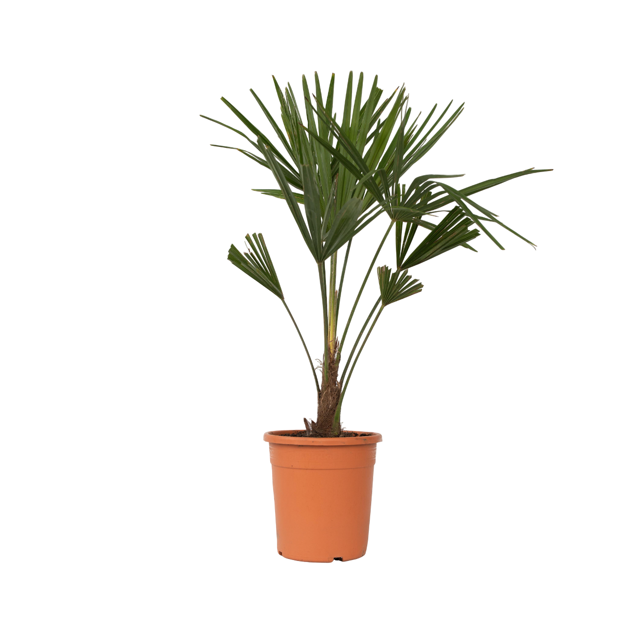Palmier morișcă - Trachycarpus Fortunei - Înălţime 65-75cm - ⌀21cm