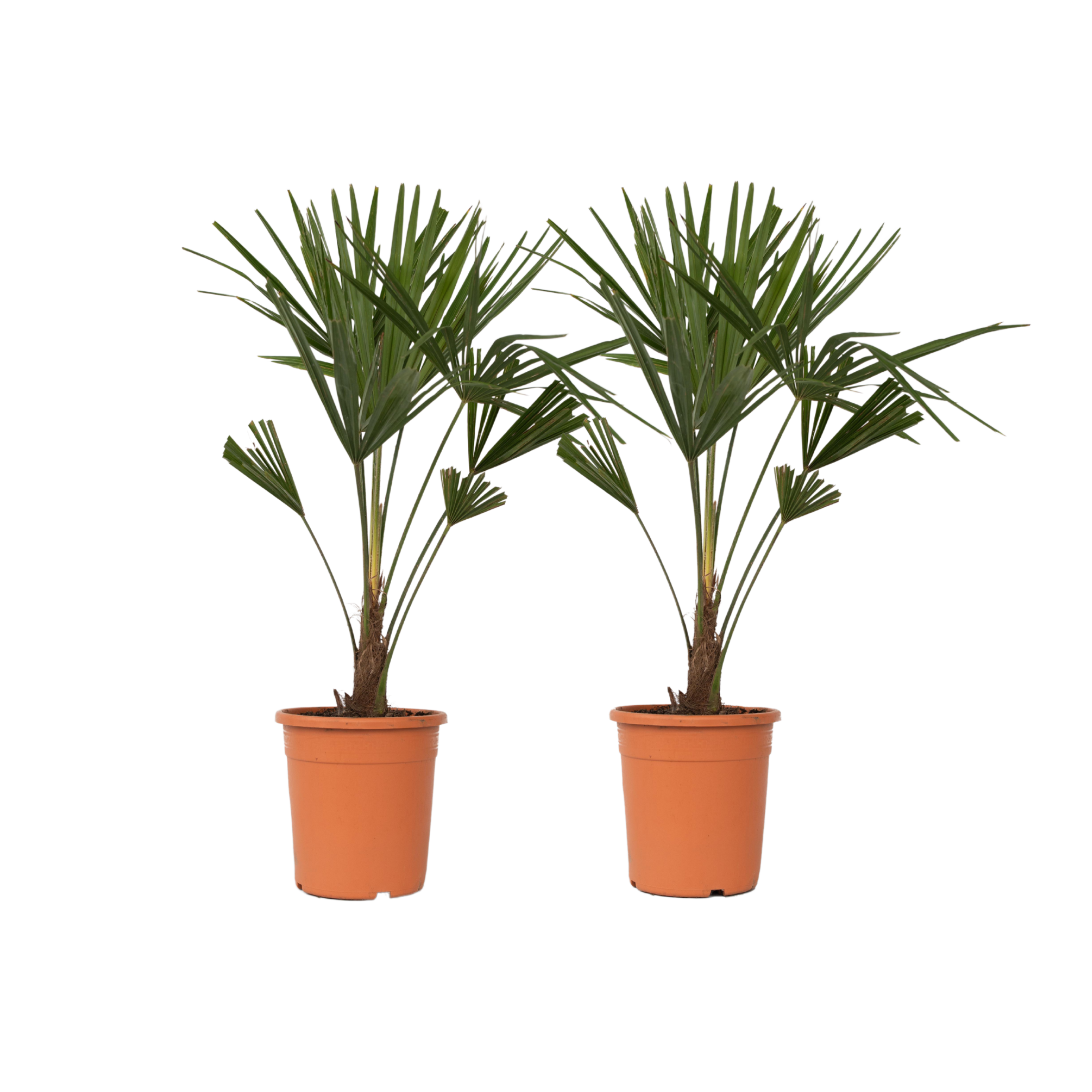 Palmier morișcă - 2 buc - Trachycarpus Fortunei - Înălţime 65-75cm - ⌀21cm