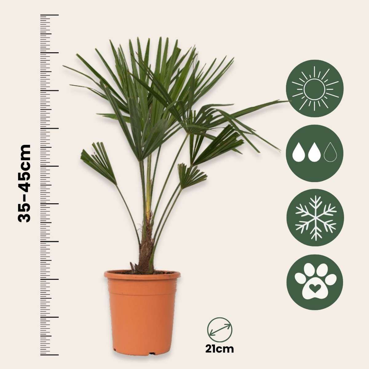 Palmier morișcă - 2 buc - Trachycarpus Fortunei - Înălţime 65-75cm - ⌀21cm
