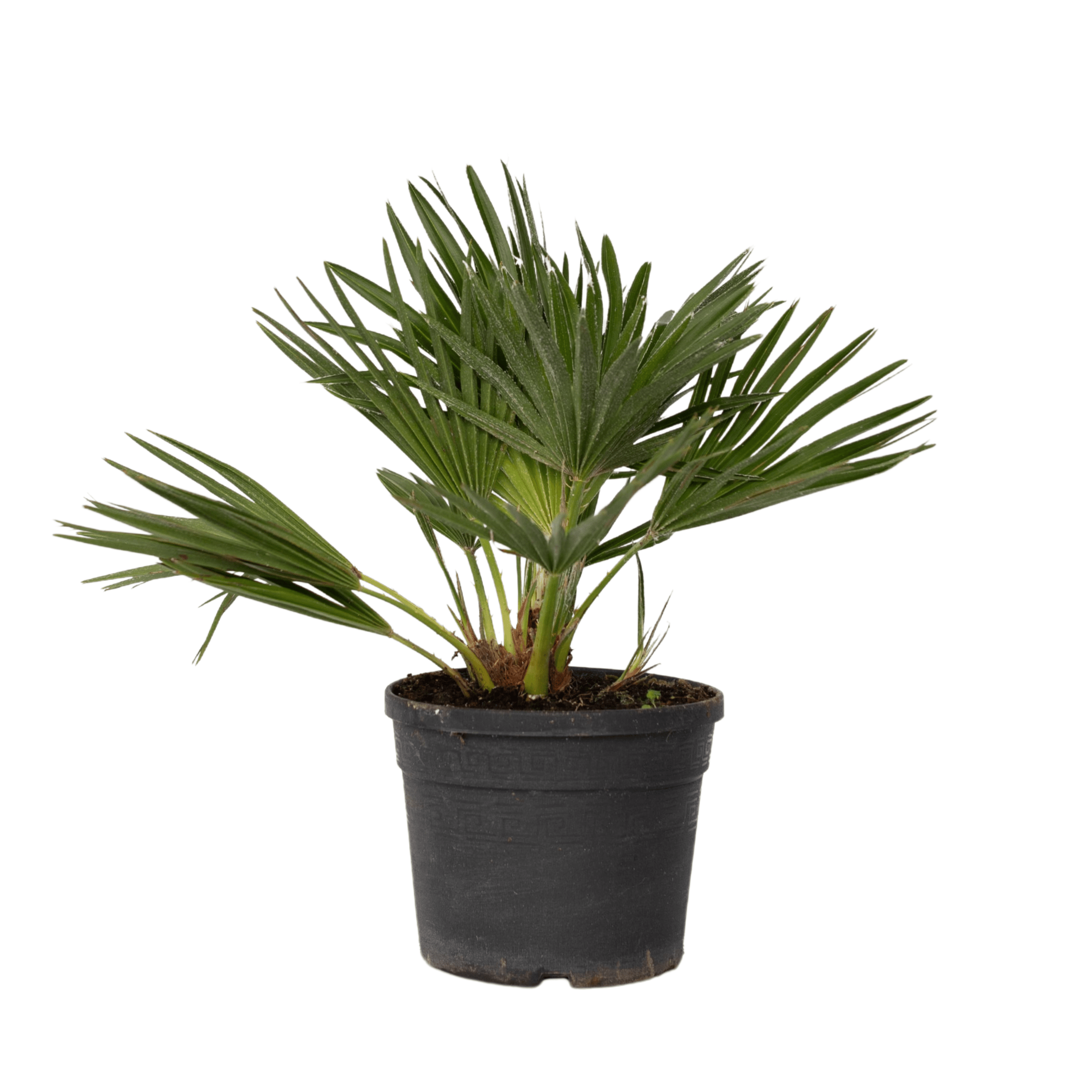 Palmier chinezesc pitic - Chamaerops 'Vulcano' - Înălţime 35-45cm - ⌀19cm