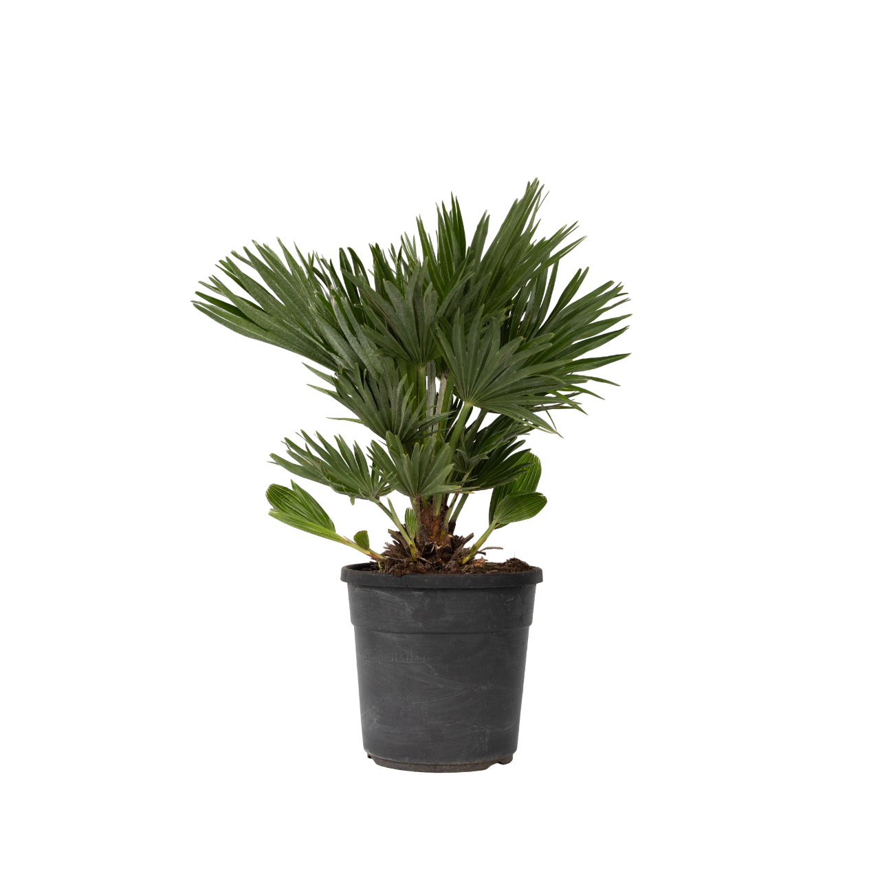 Palmier chinezesc pitic - Chamaerops 'Vulcano' - Înălţime 45-55cm - ⌀24cm