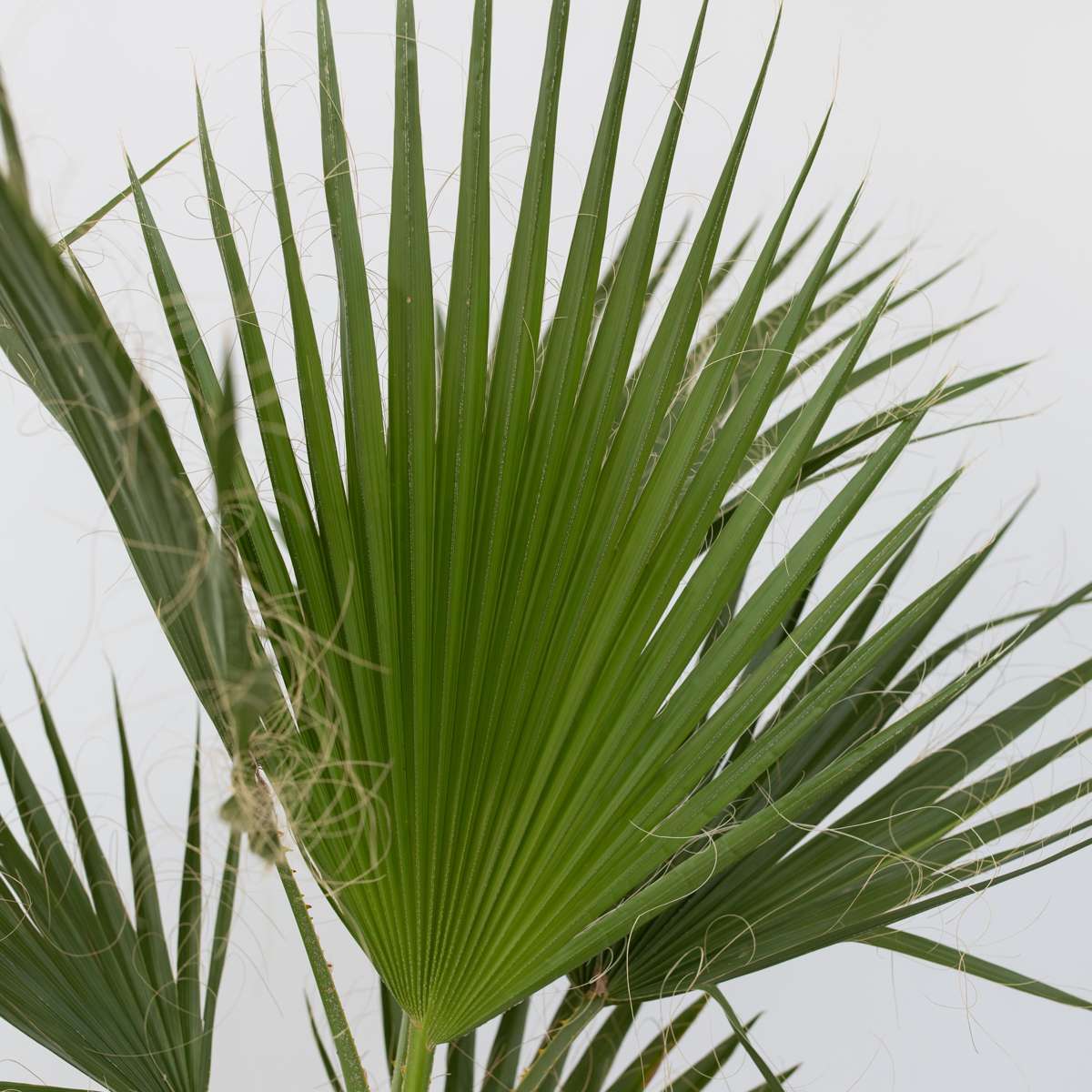 Palmier Washingtonia - Washingtonia robusta - Înălţime 50-60cm - ⌀15cm
