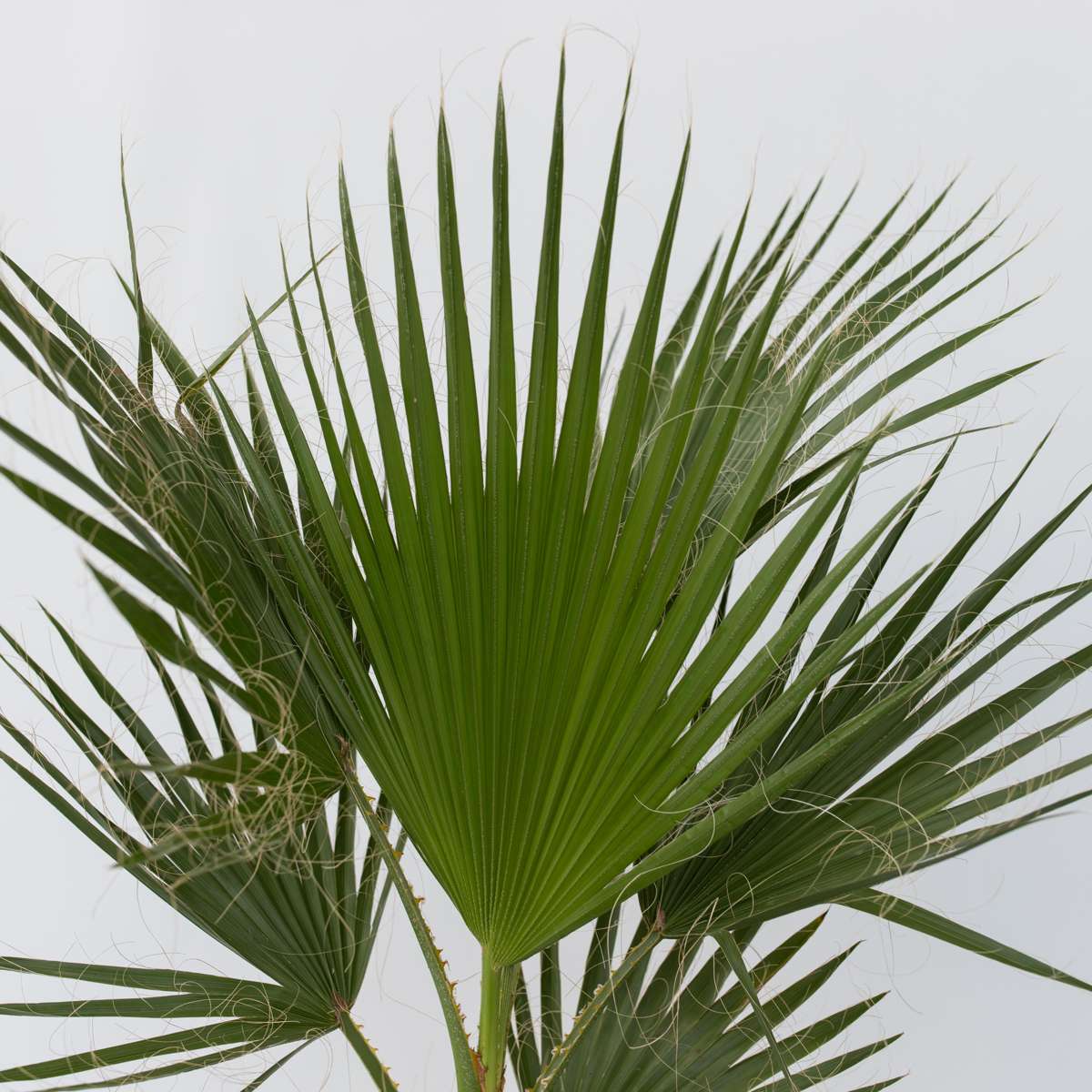 Palmier Washingtonia - Washingtonia robusta - Înălţime 50-60cm - ⌀15cm