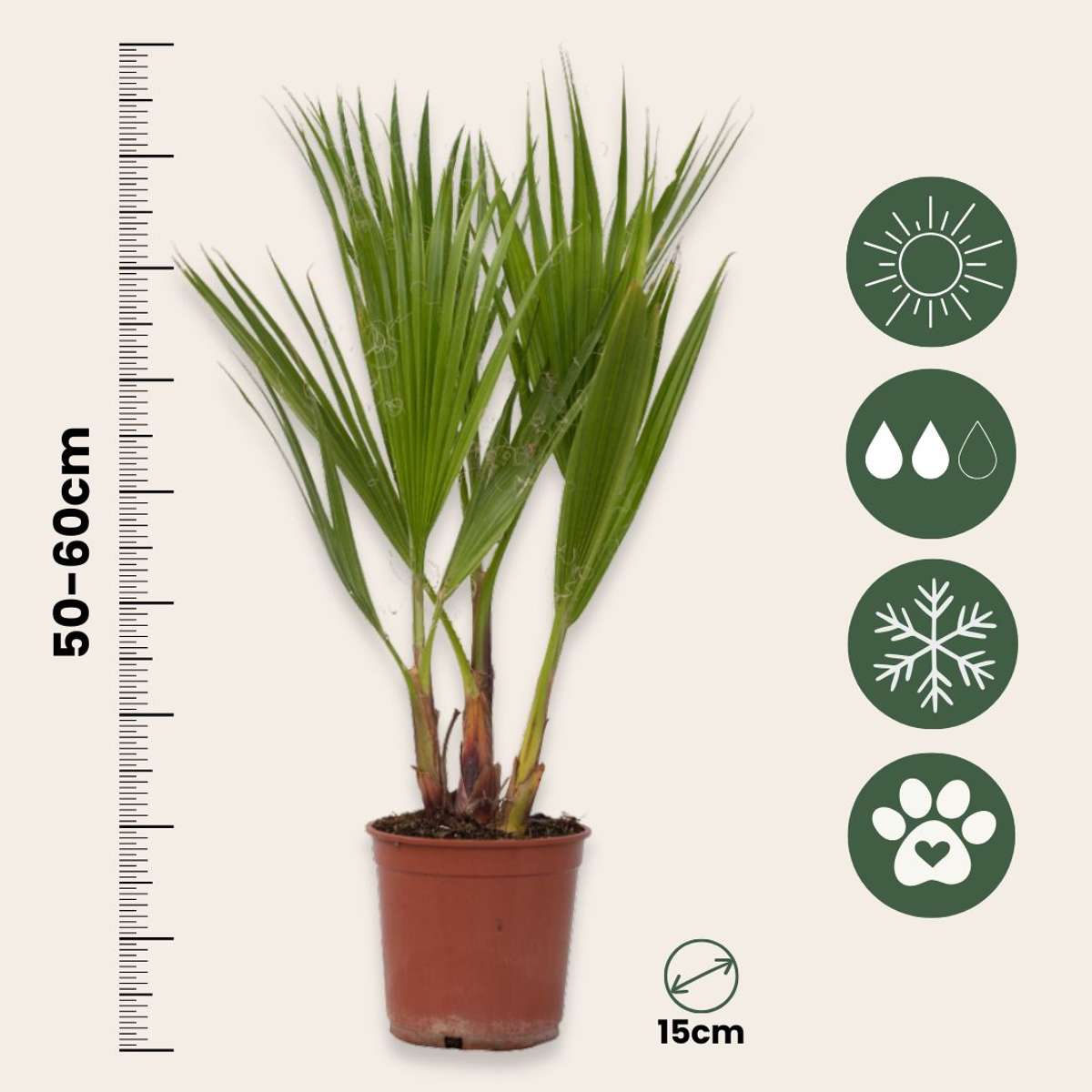 Palmier Washingtonia - Washingtonia robusta - Înălţime 50-60cm - ⌀15cm