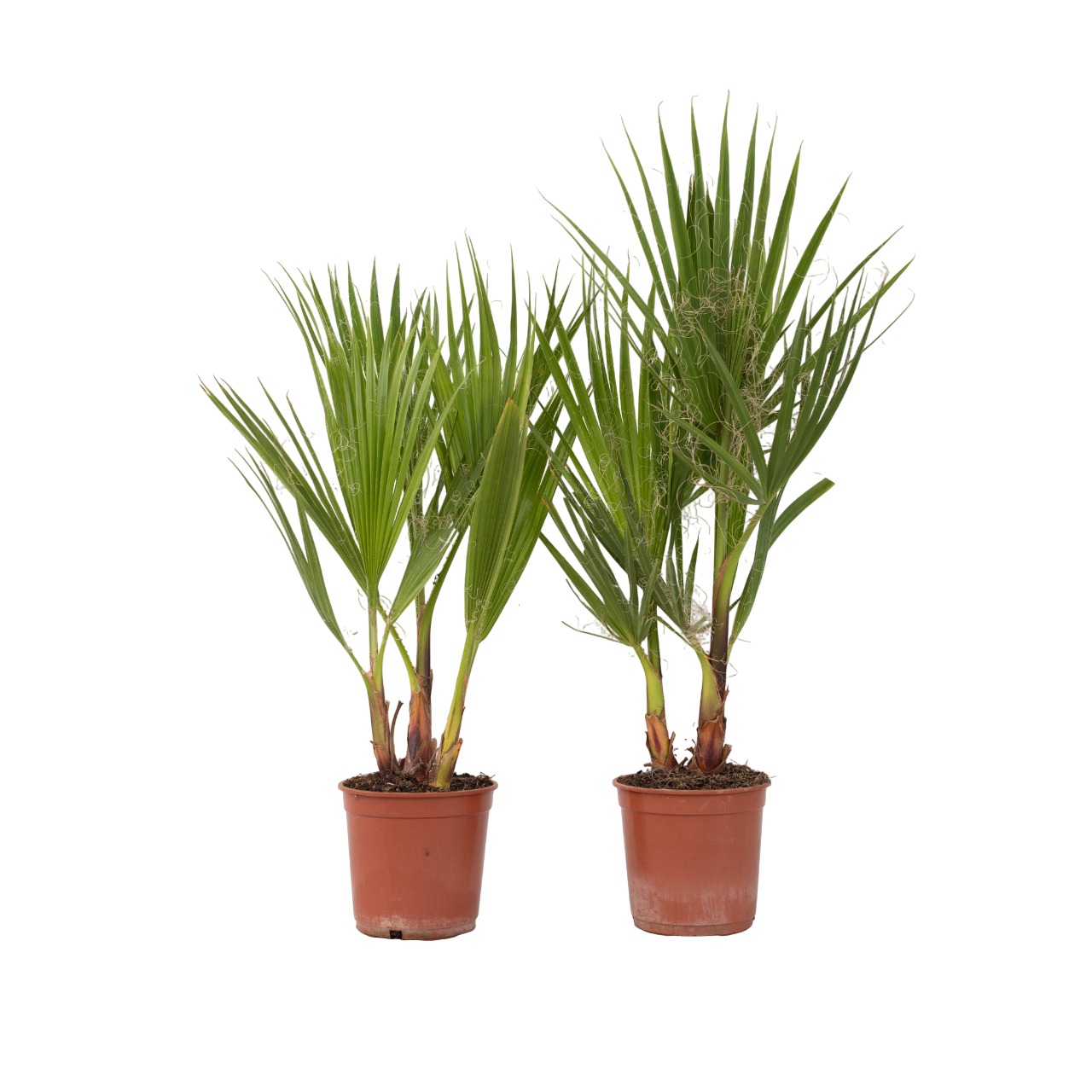 Palmier Washingtonia - 2 buc - Washingtonia robusta - Înălţime 50-60cm - ⌀15cm