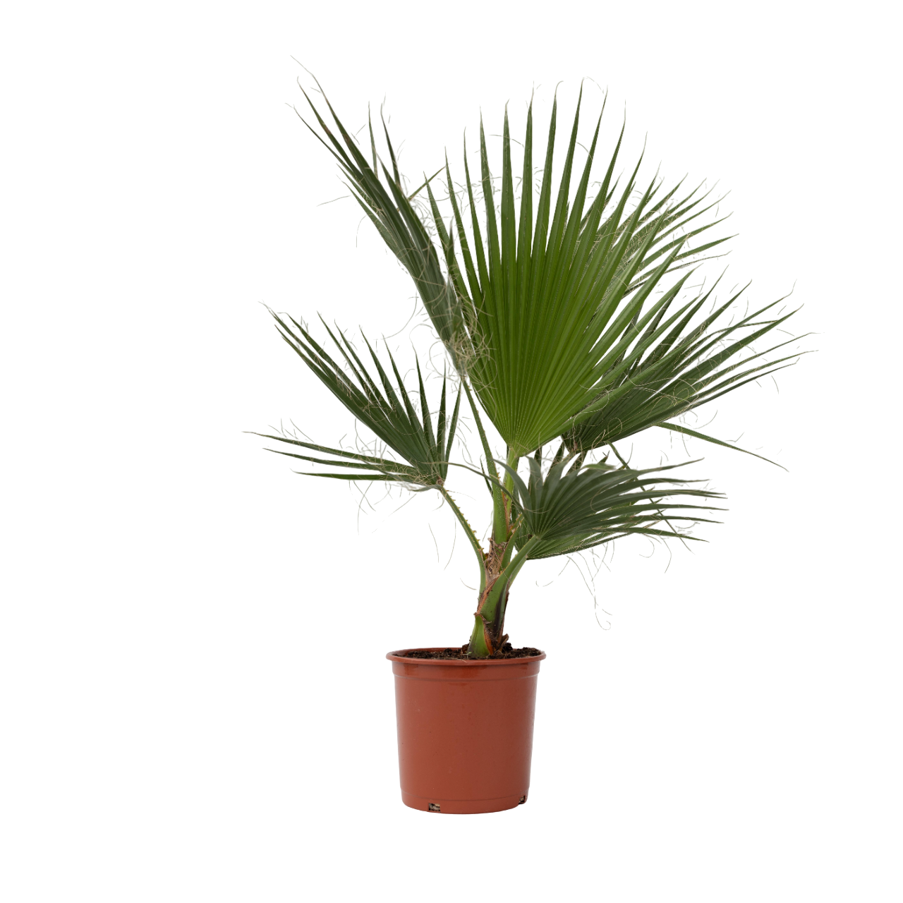 Palmier Washingtonia - Washingtonia robusta - Înălţime 70-90cm - ⌀21cm