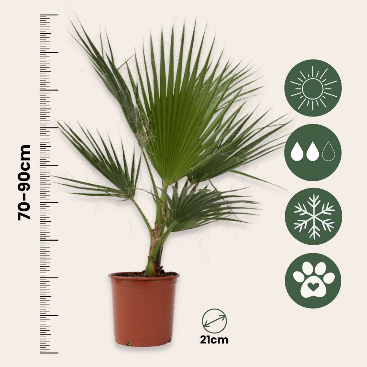 Palmier Washingtonia - Washingtonia robusta - Înălţime 70-90cm - ⌀21cm