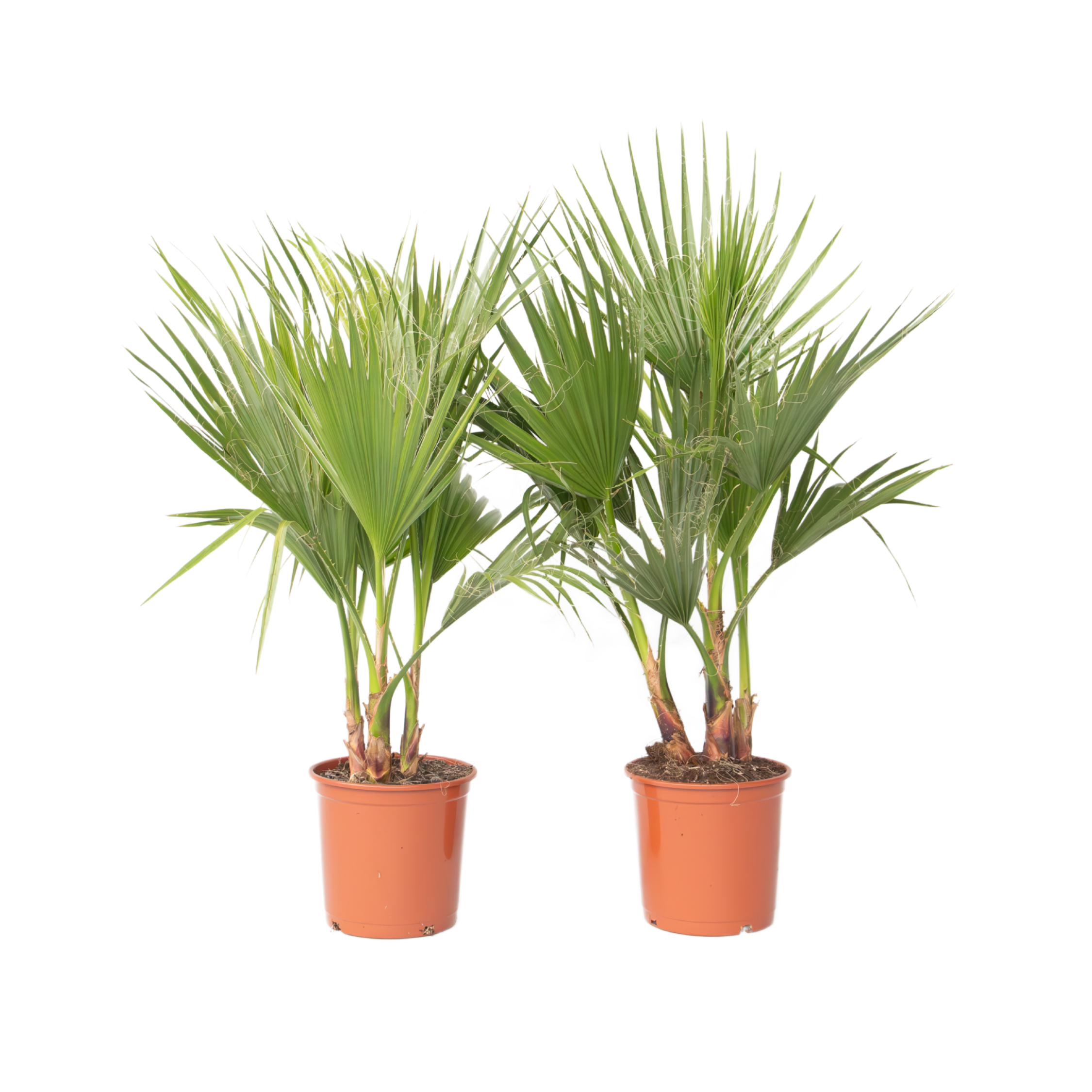 Palmier Washingtonia - 2 buc - Washingtonia robusta - Înălţime 70-90cm - ⌀21cm
