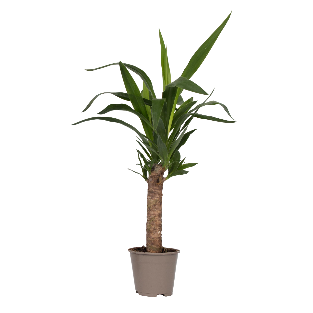 Arborele vietii - Yucca elephantipes - Inaltime 50-60cm - ⌀14cm