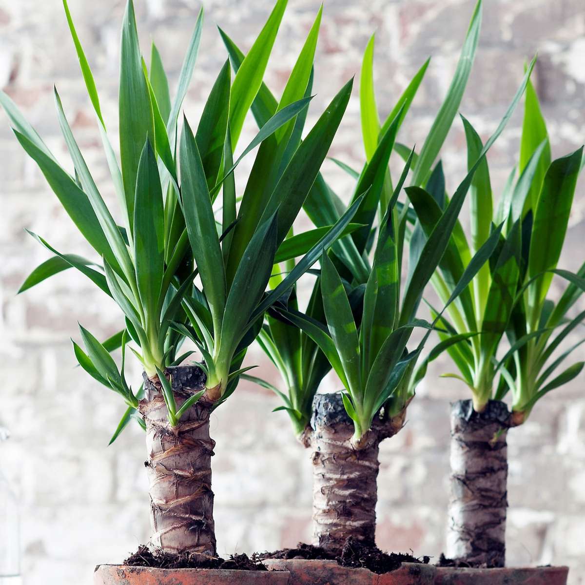 Arborele vietii - 6 buc - Yucca elephantipes - Înălţime 50-60cm - ⌀14cm