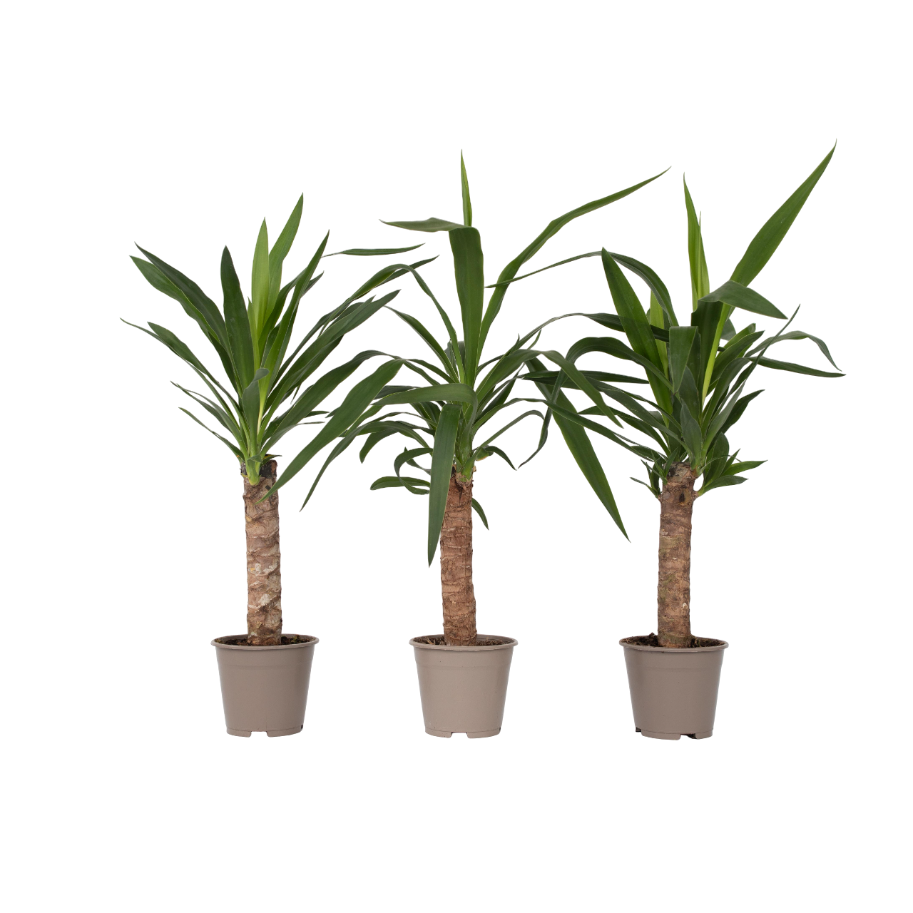 Arborele vietii - 3 buc - Yucca elephantipes - Înălţime 50-60cm - ⌀14cm