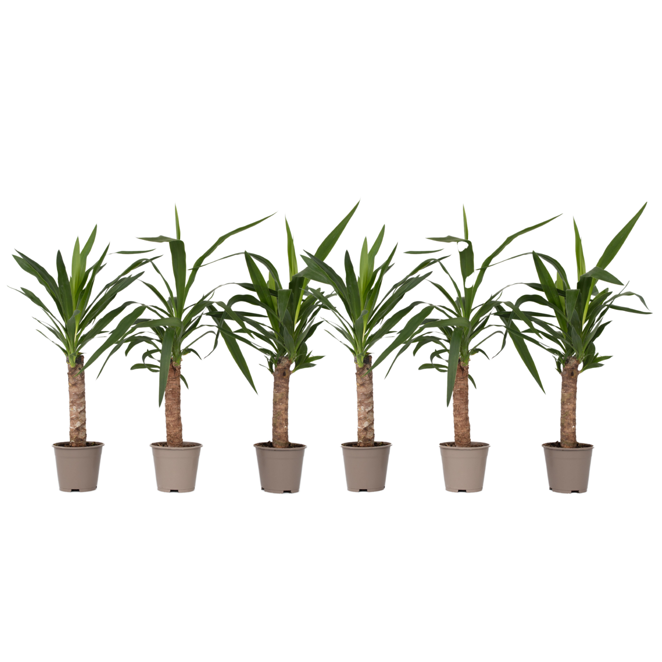 Arborele vietii - 6 buc - Yucca elephantipes - Înălţime 50-60cm - ⌀14cm