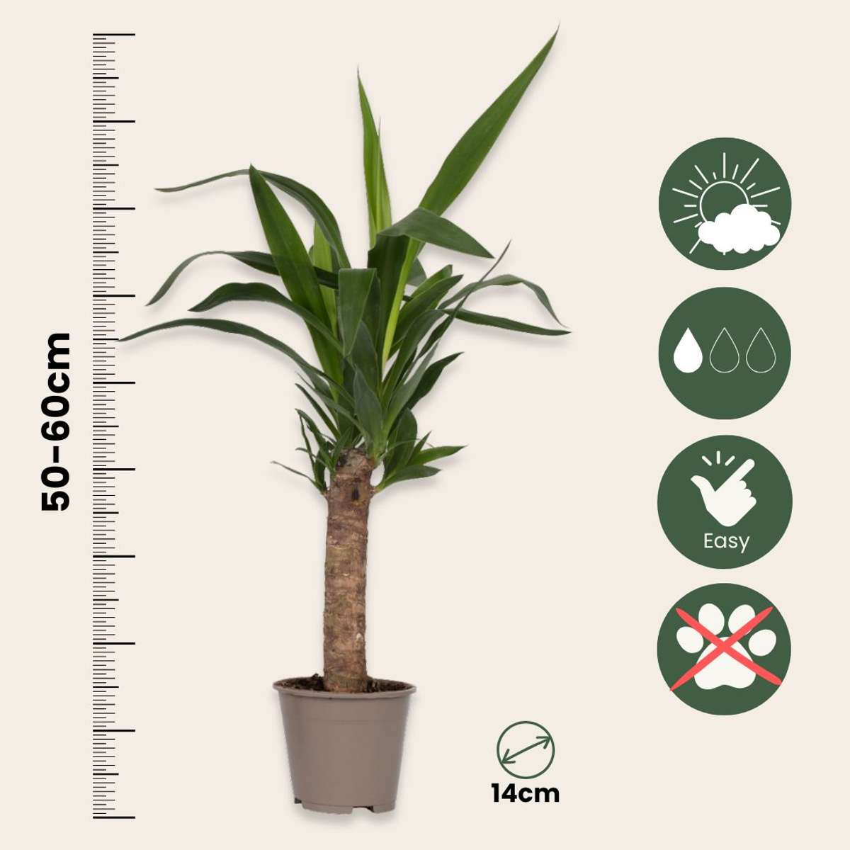 Arborele vietii - 6 buc - Yucca elephantipes - Înălţime 50-60cm - ⌀14cm