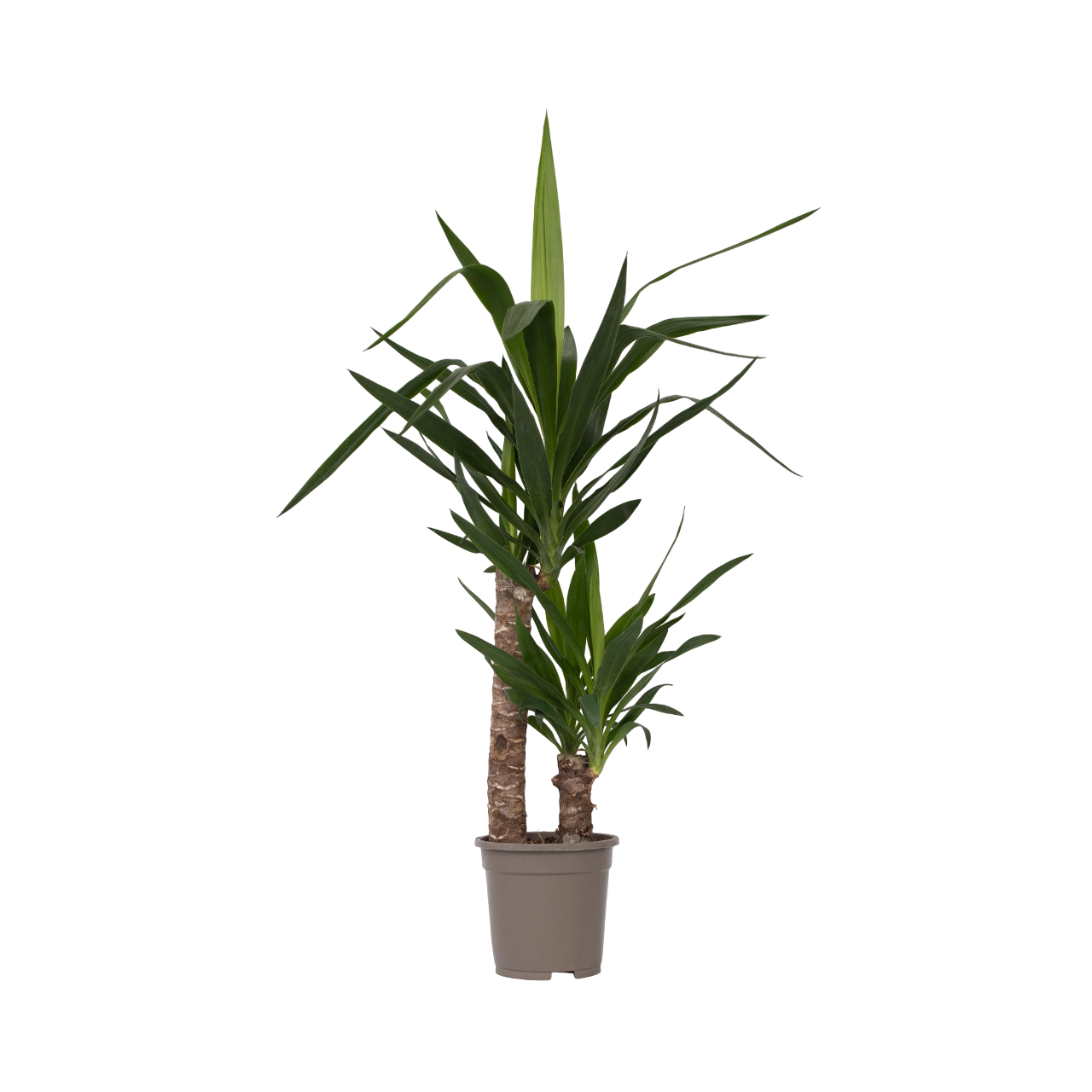Arborele vietii - Yucca elephantipes - Înălţime 70-80cm - ⌀17cm