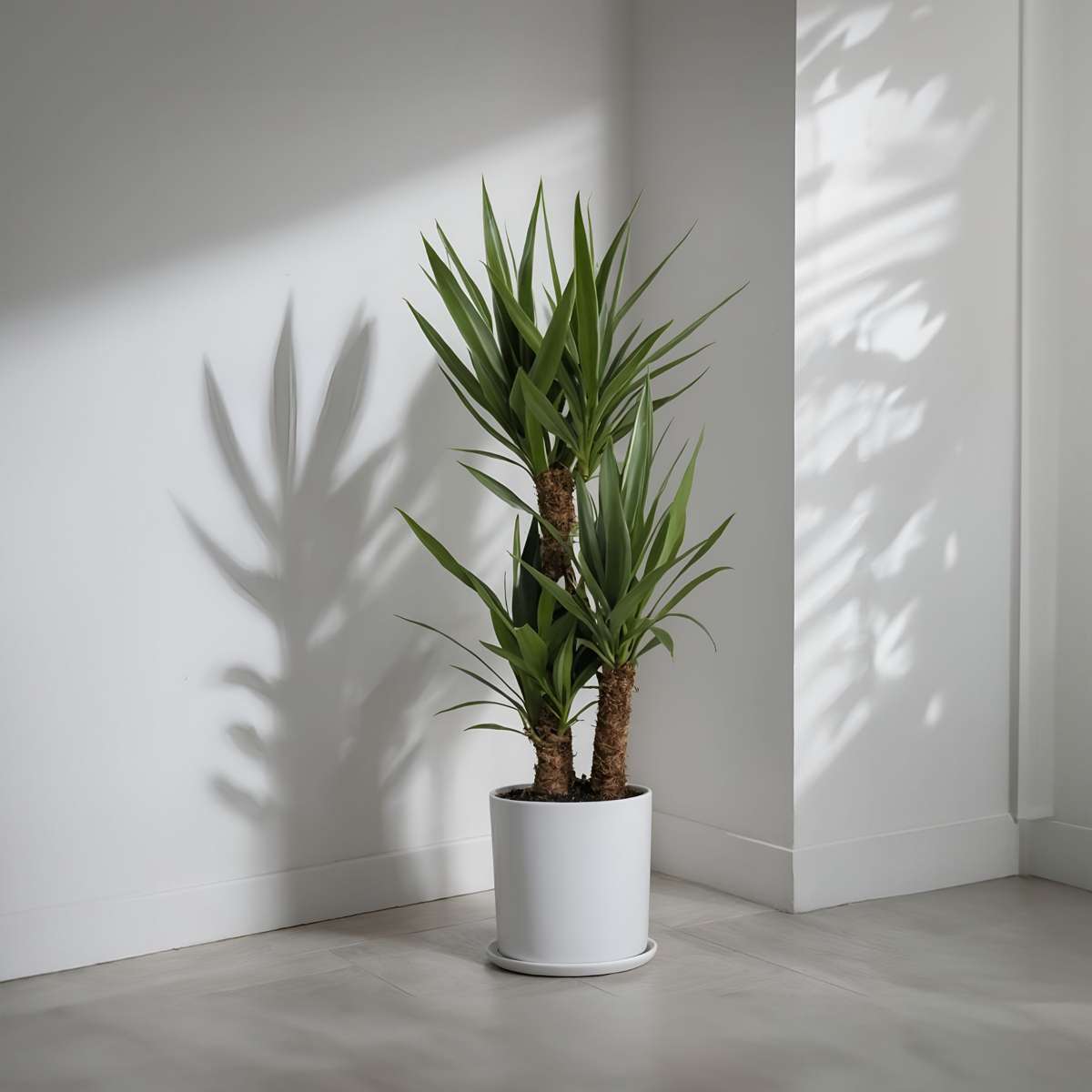 Arborele vietii - 2 buc - Yucca elephantipes - Înălţime 70-80cm - ⌀17cm