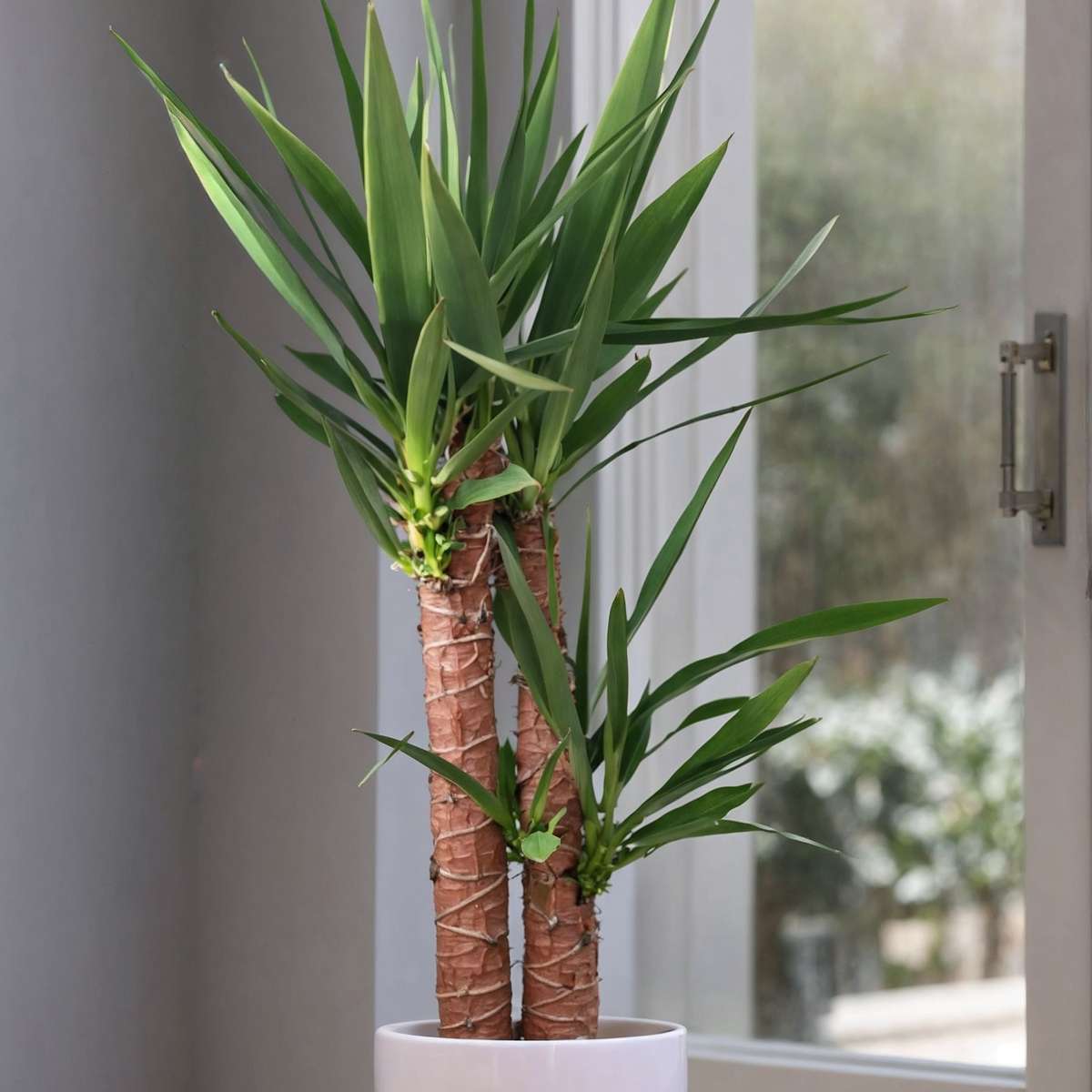 Arborele vietii - 2 buc - Yucca elephantipes - Înălţime 70-80cm - ⌀17cm