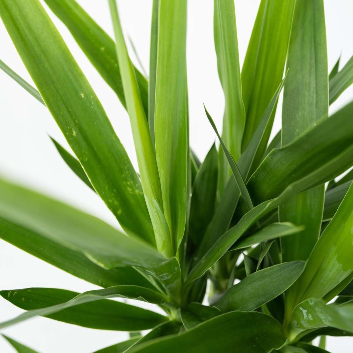 Arborele vietii - 2 buc - Yucca elephantipes - Înălţime 70-80cm - ⌀17cm