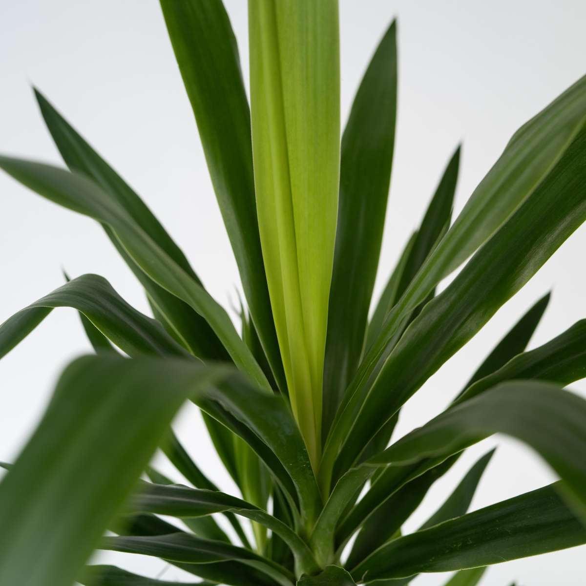 Arborele vietii - 2 buc - Yucca elephantipes - Înălţime 70-80cm - ⌀17cm