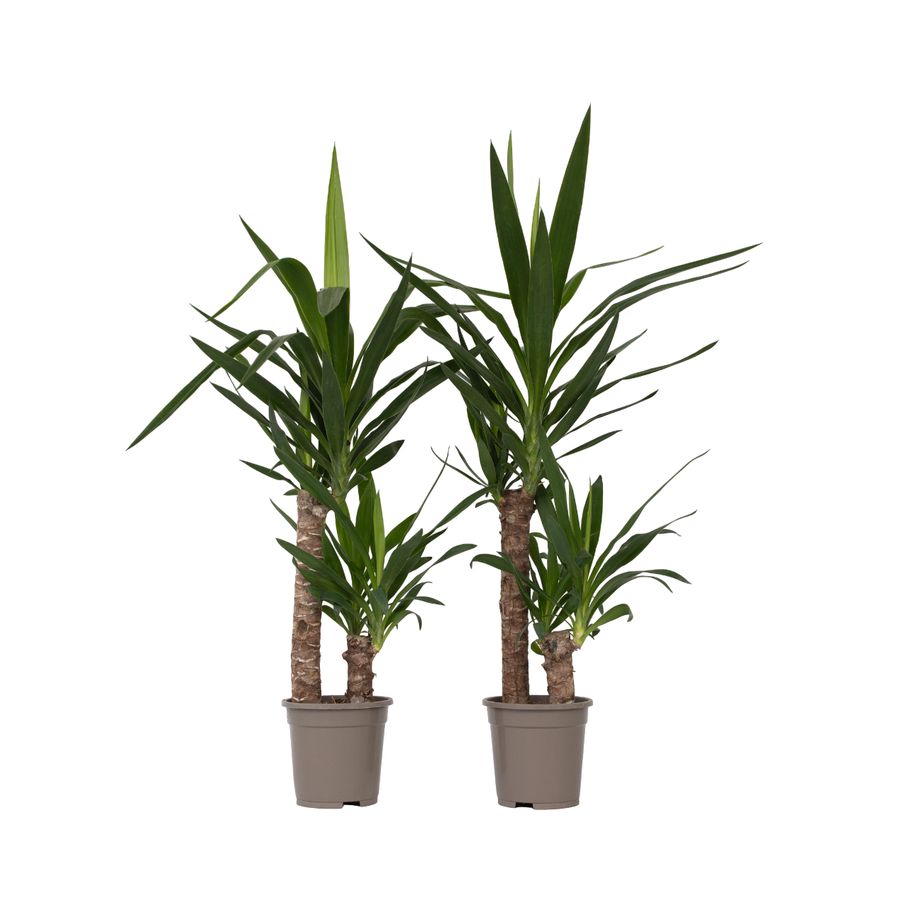 Arborele vietii - 2 buc - Yucca elephantipes - Înălţime 70-80cm - ⌀17cm