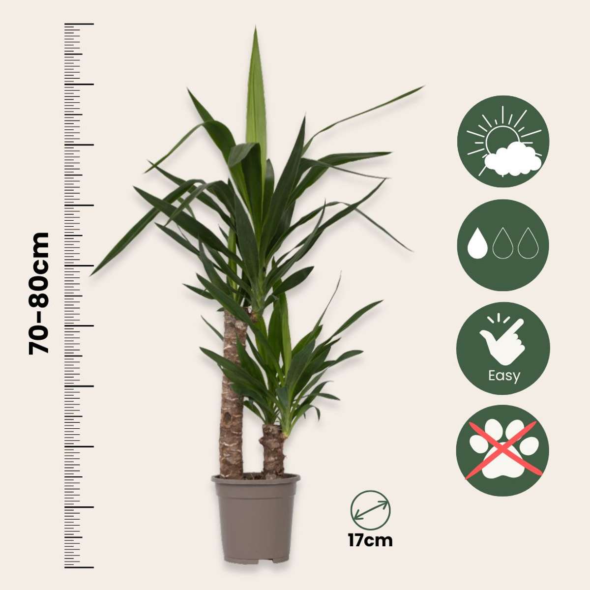 Arborele vietii - 2 buc - Yucca elephantipes - Înălţime 70-80cm - ⌀17cm