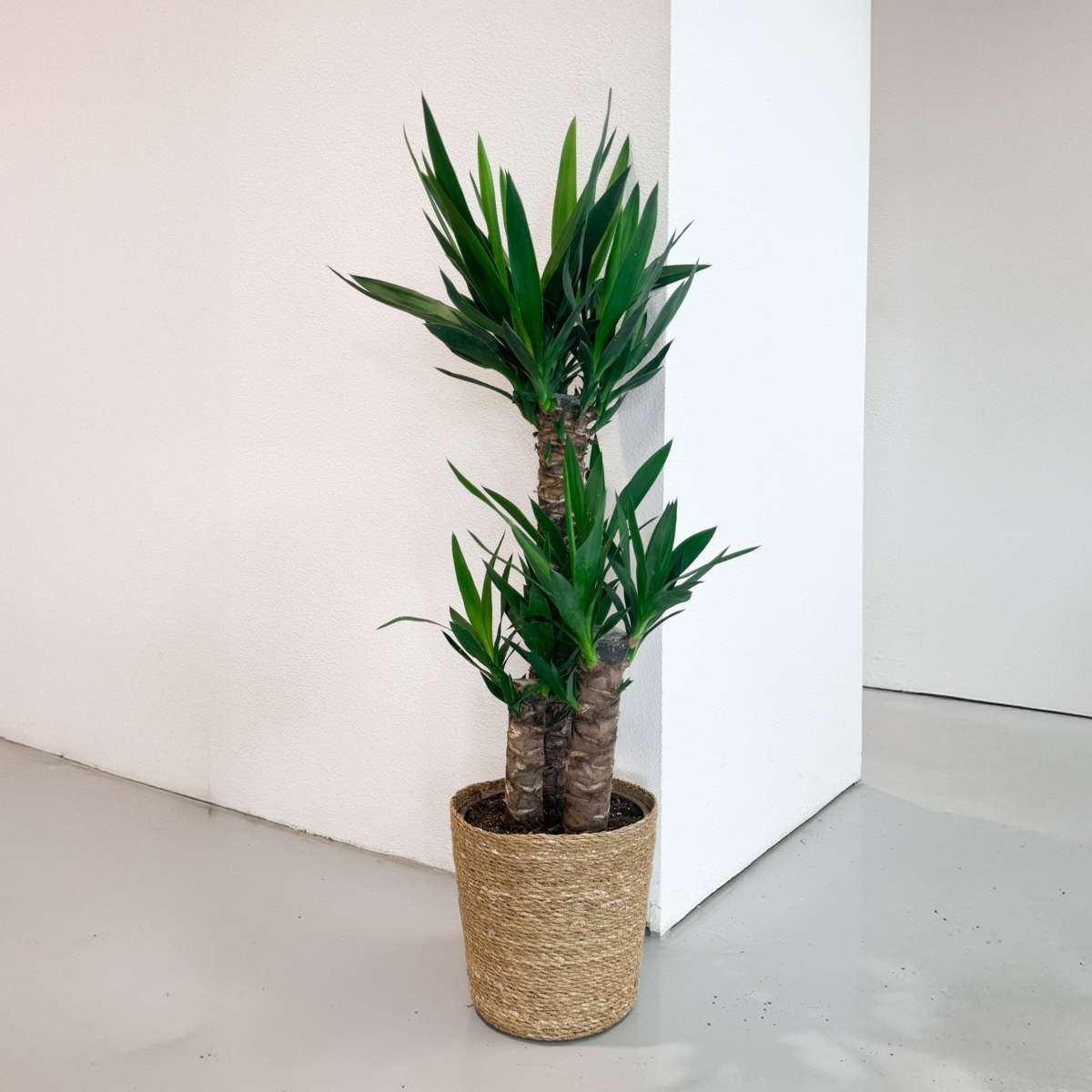 Arborele vietii - Yucca elephantipes - Înălţime 70-80cm - ⌀21cm