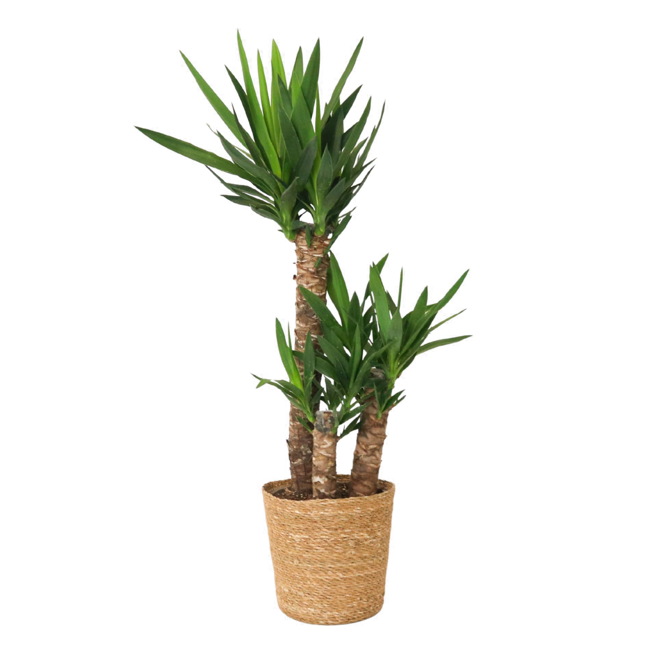 Arborele vietii - Yucca elephantipes - Înălţime 70-80cm - ⌀21cm