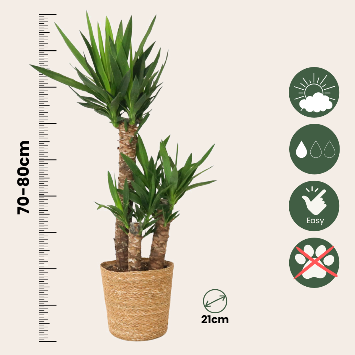 Arborele vietii - Yucca elephantipes - Înălţime 70-80cm - ⌀21cm
