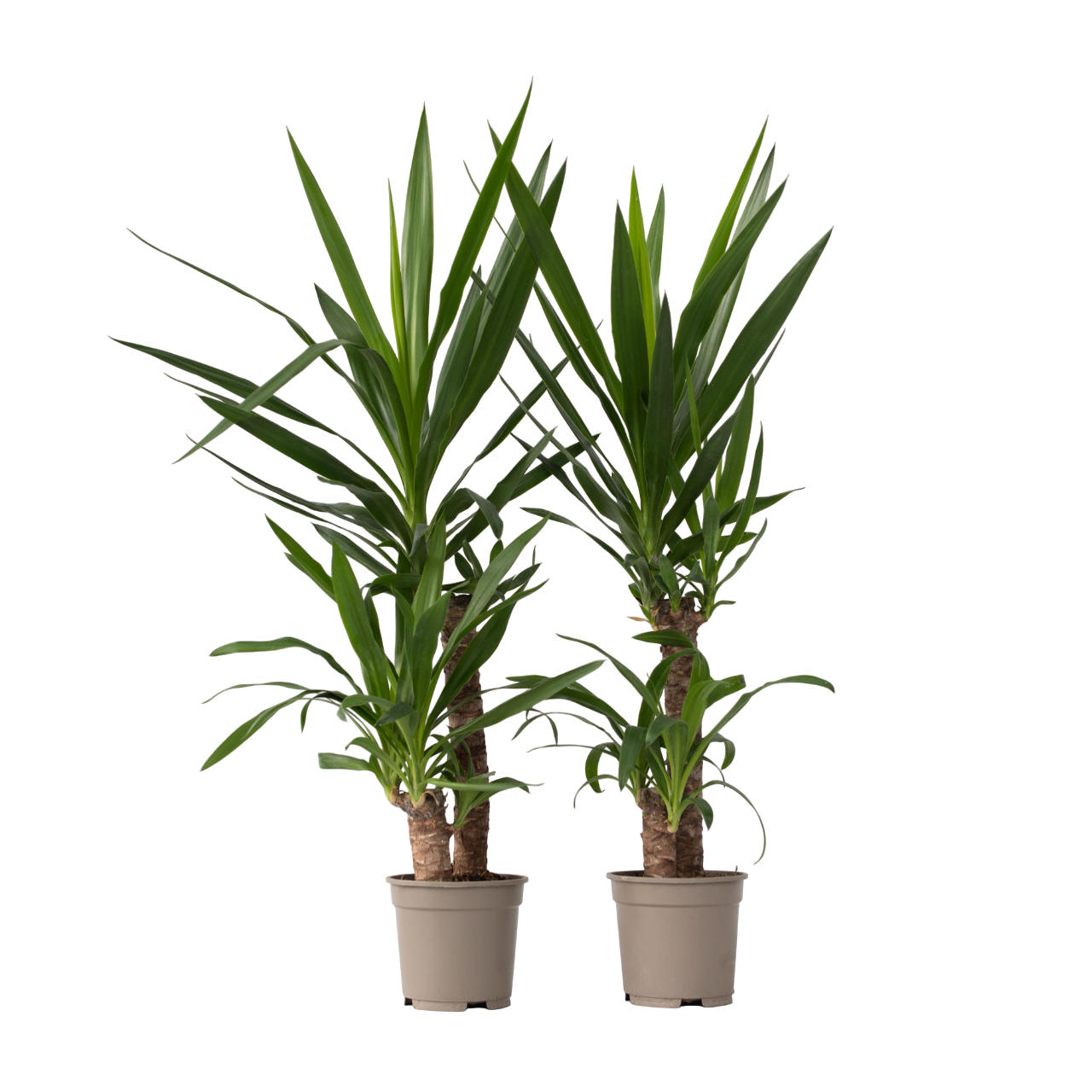 Arborele vietii - 2 buc - Yucca elephantipes - Înălţime 70-80cm - ⌀21cm