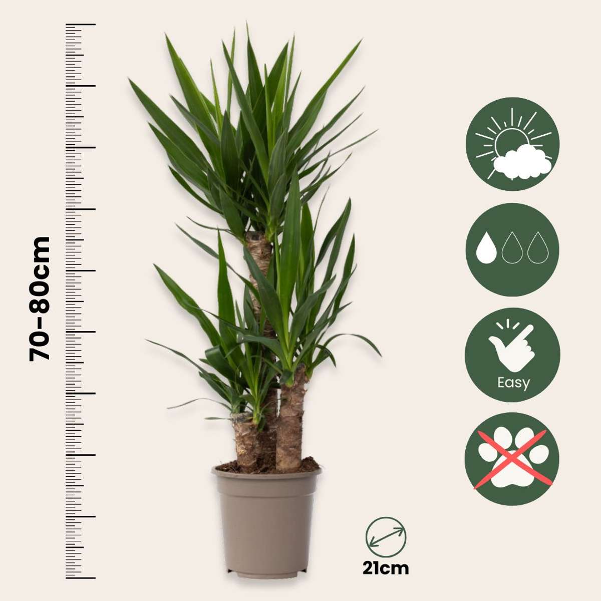 Arborele vietii - 2 buc - Yucca elephantipes - Înălţime 70-80cm - ⌀21cm